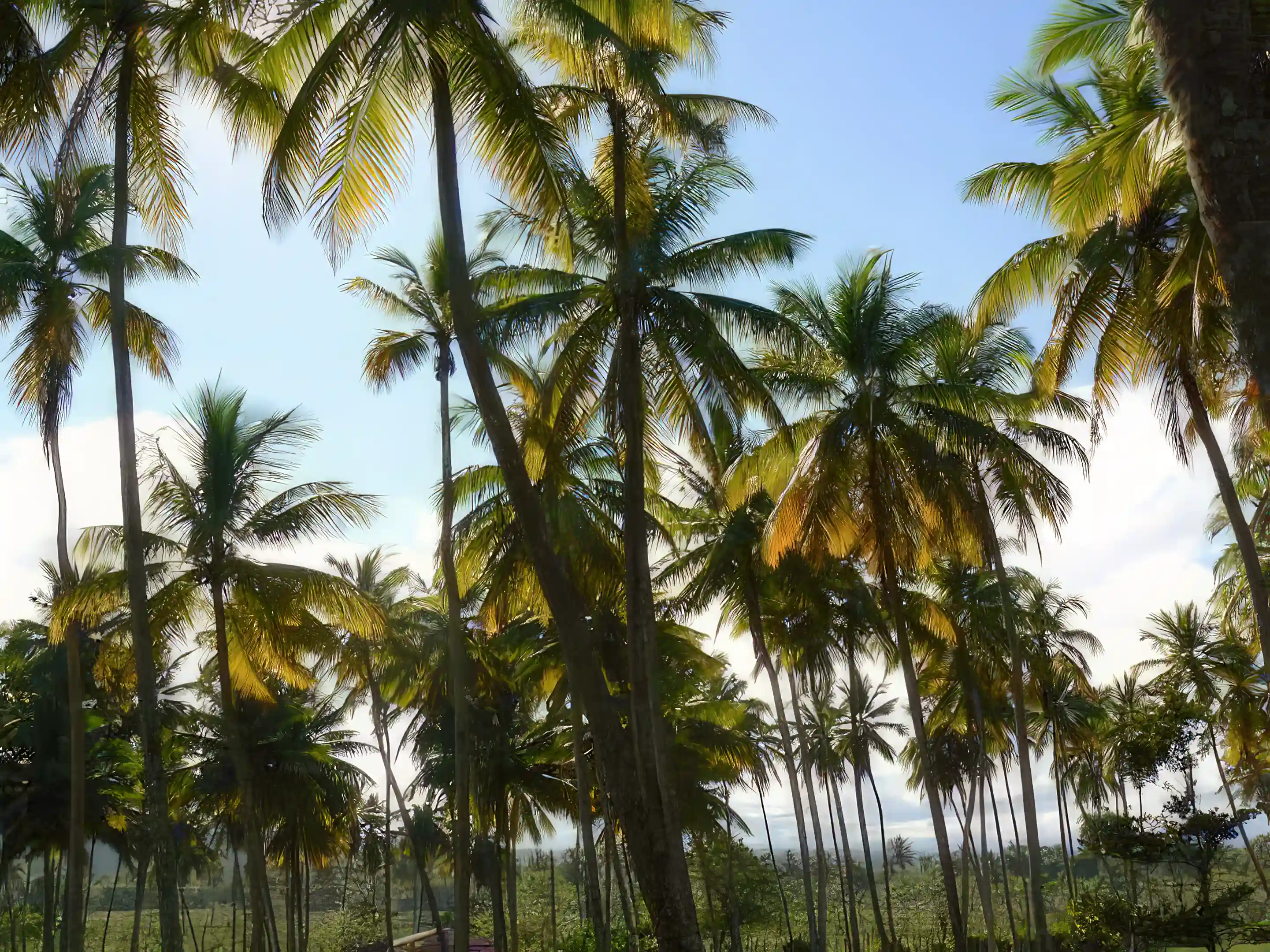 View of some of the numerous coconut palms on the...
