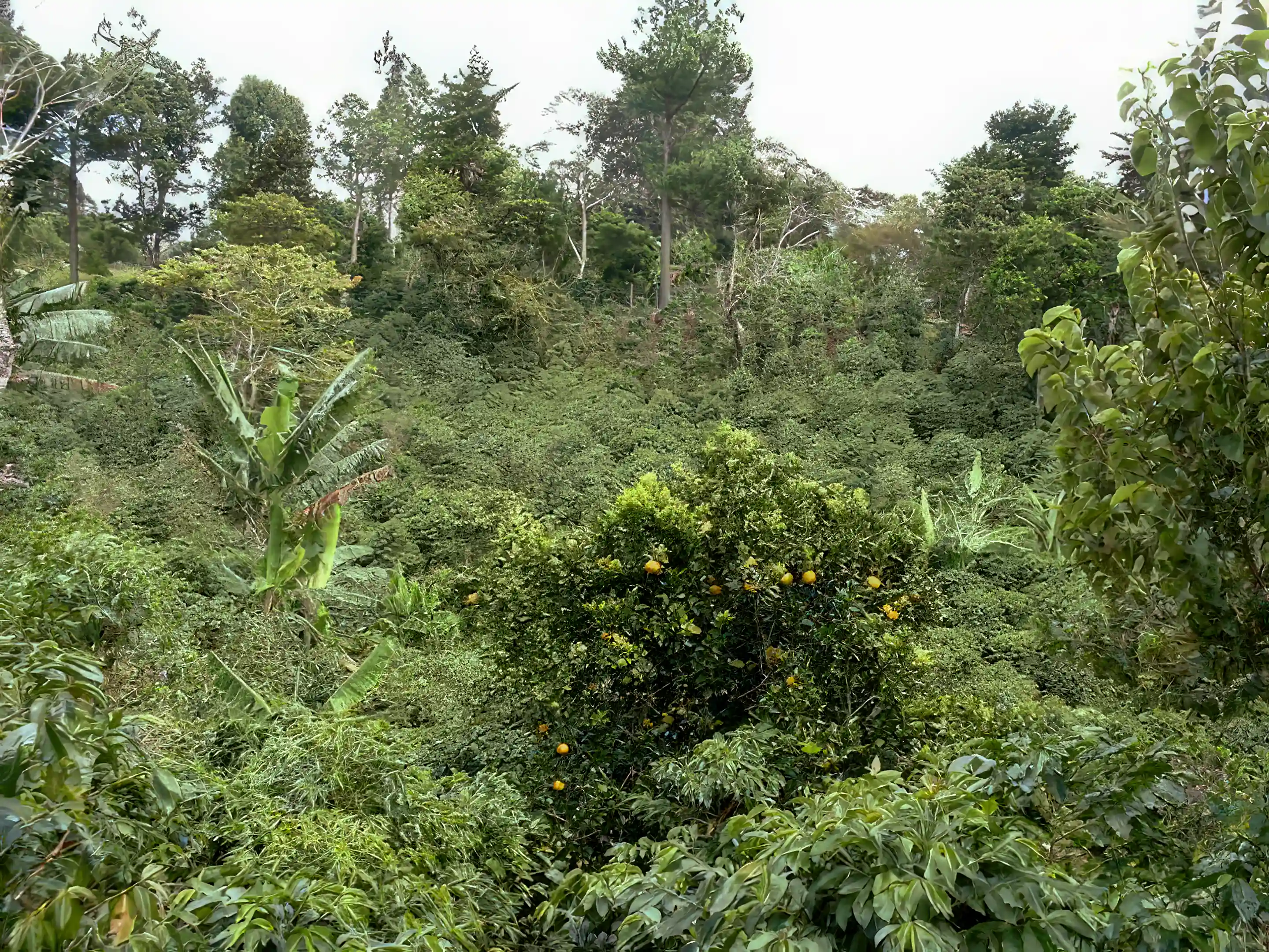 Farm/Ranch for Sale in Boquete, Panama