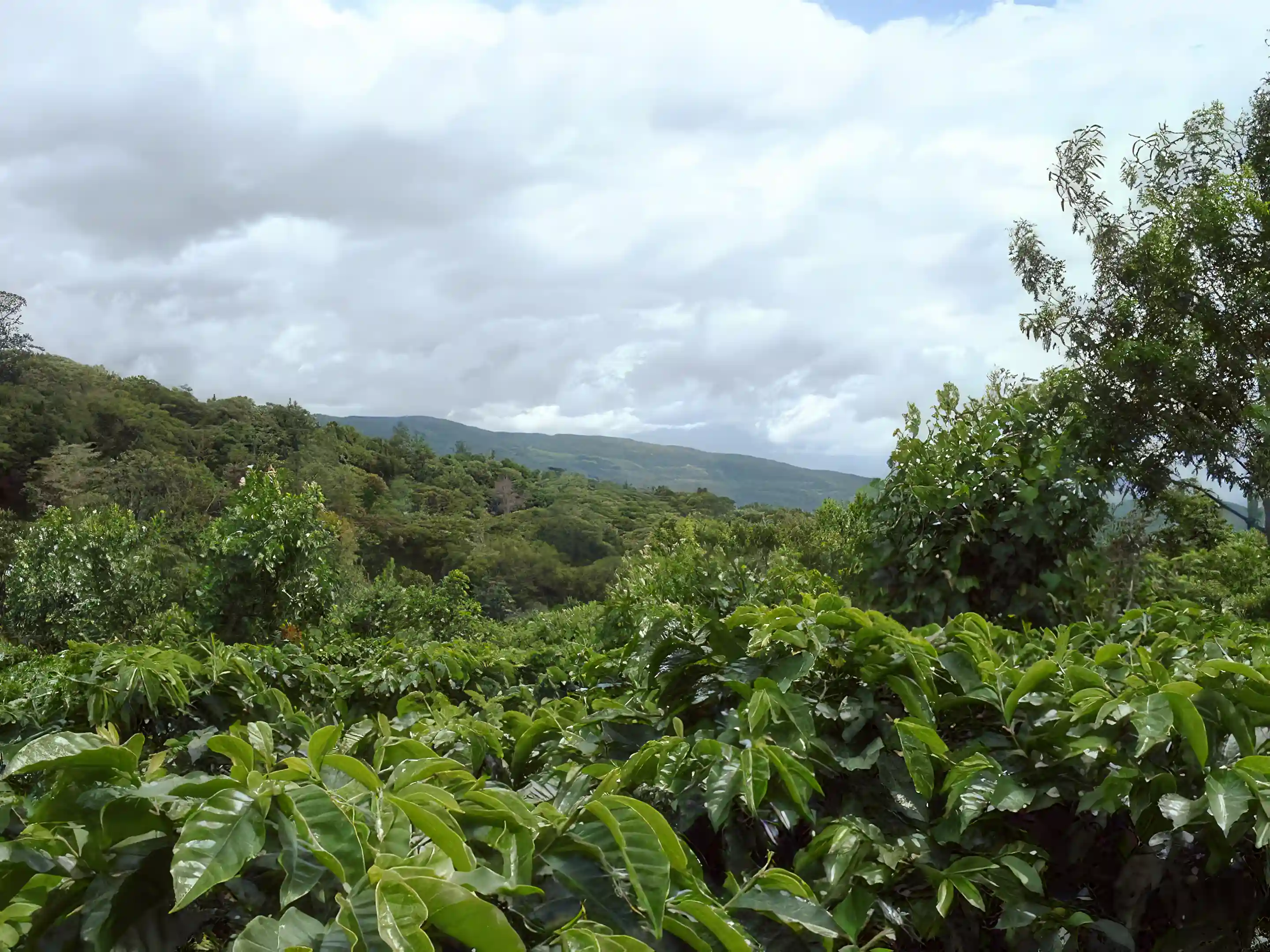 Farm/Ranch for Sale in Boquete, Panama