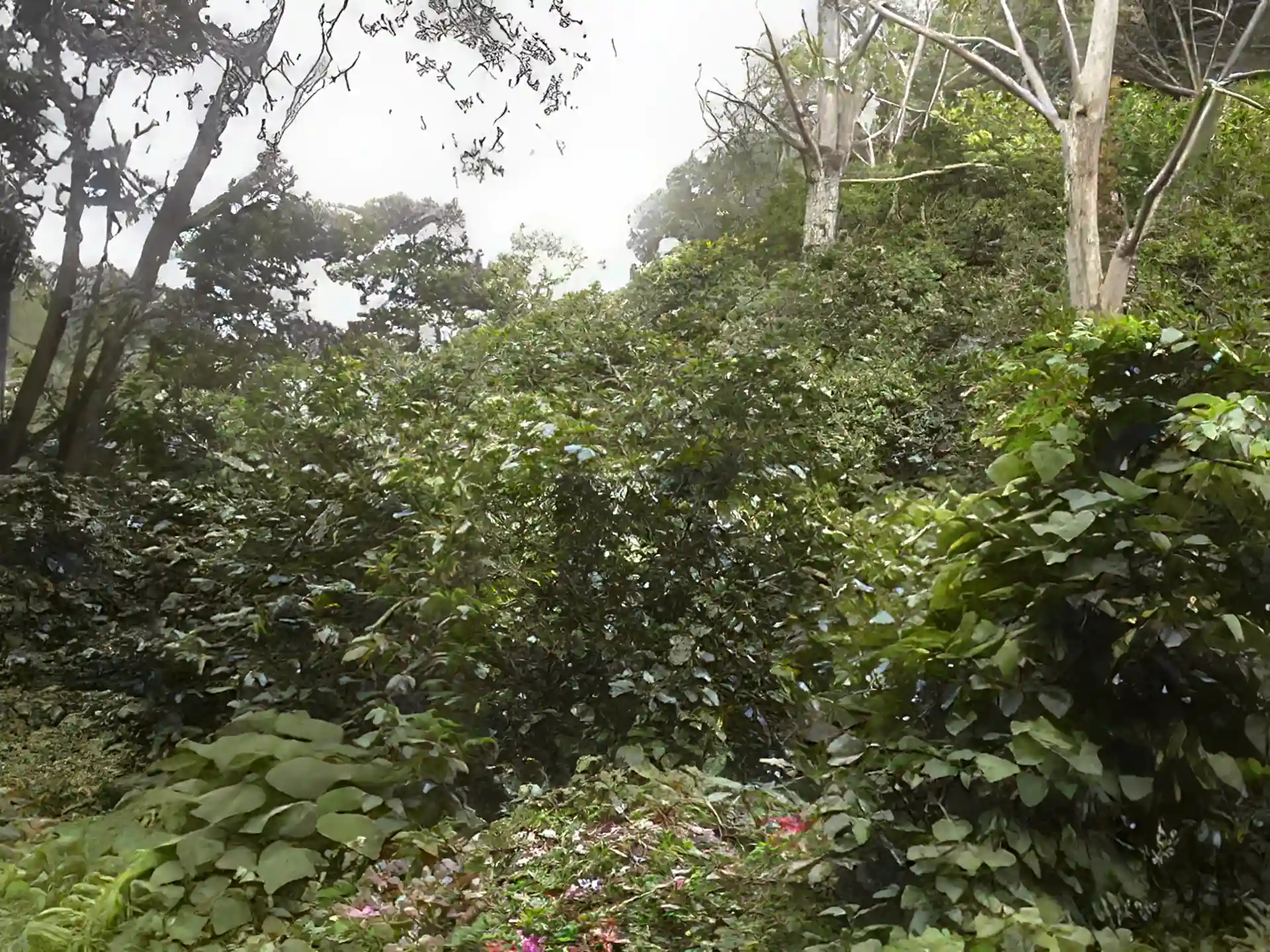 Lot/Land for Sale in Boquete, Panama