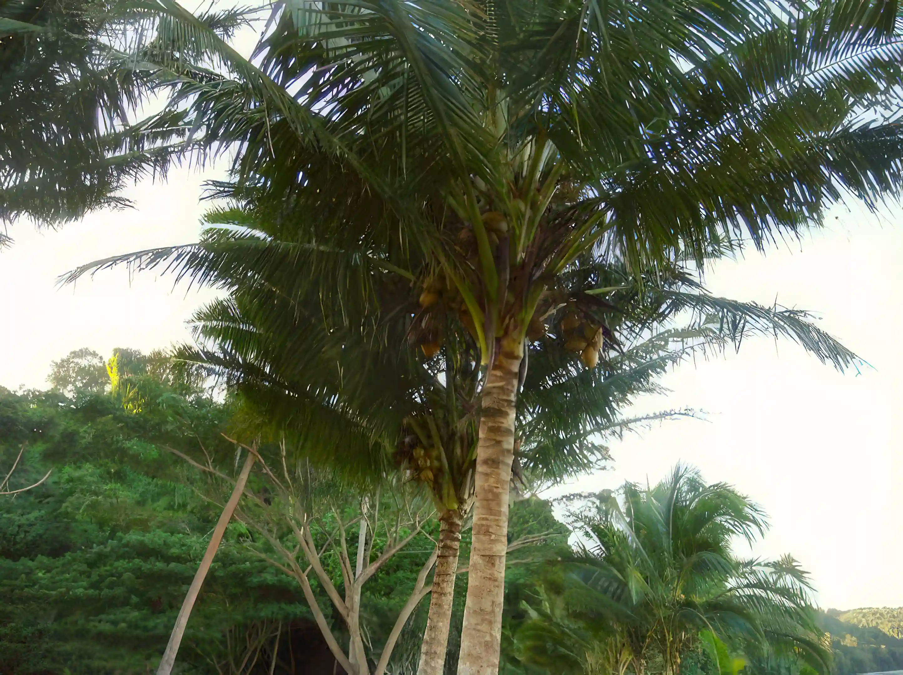 Beachfront Estate for Sale in Savusavu, Vanua Levu, Fiji