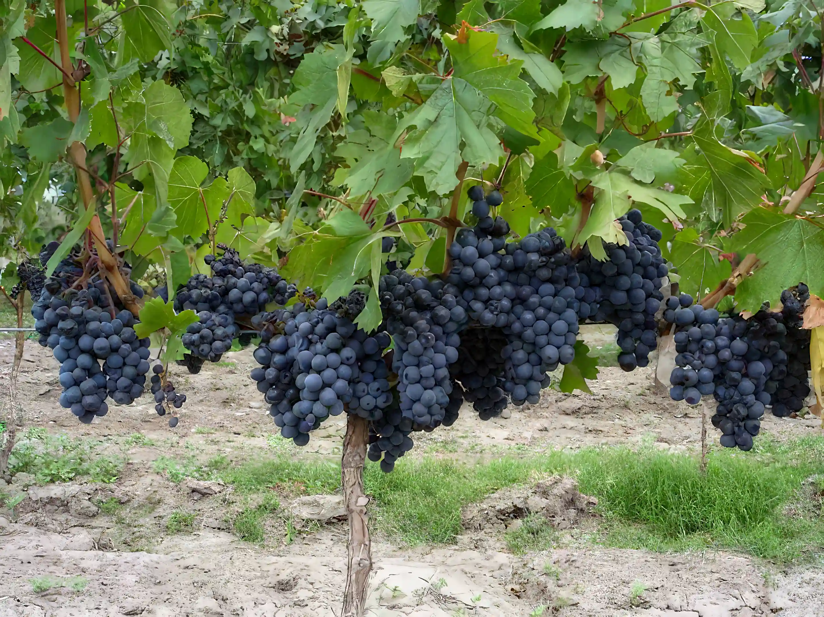 Wine Country Villas for Sale in Mendoza, Argentina