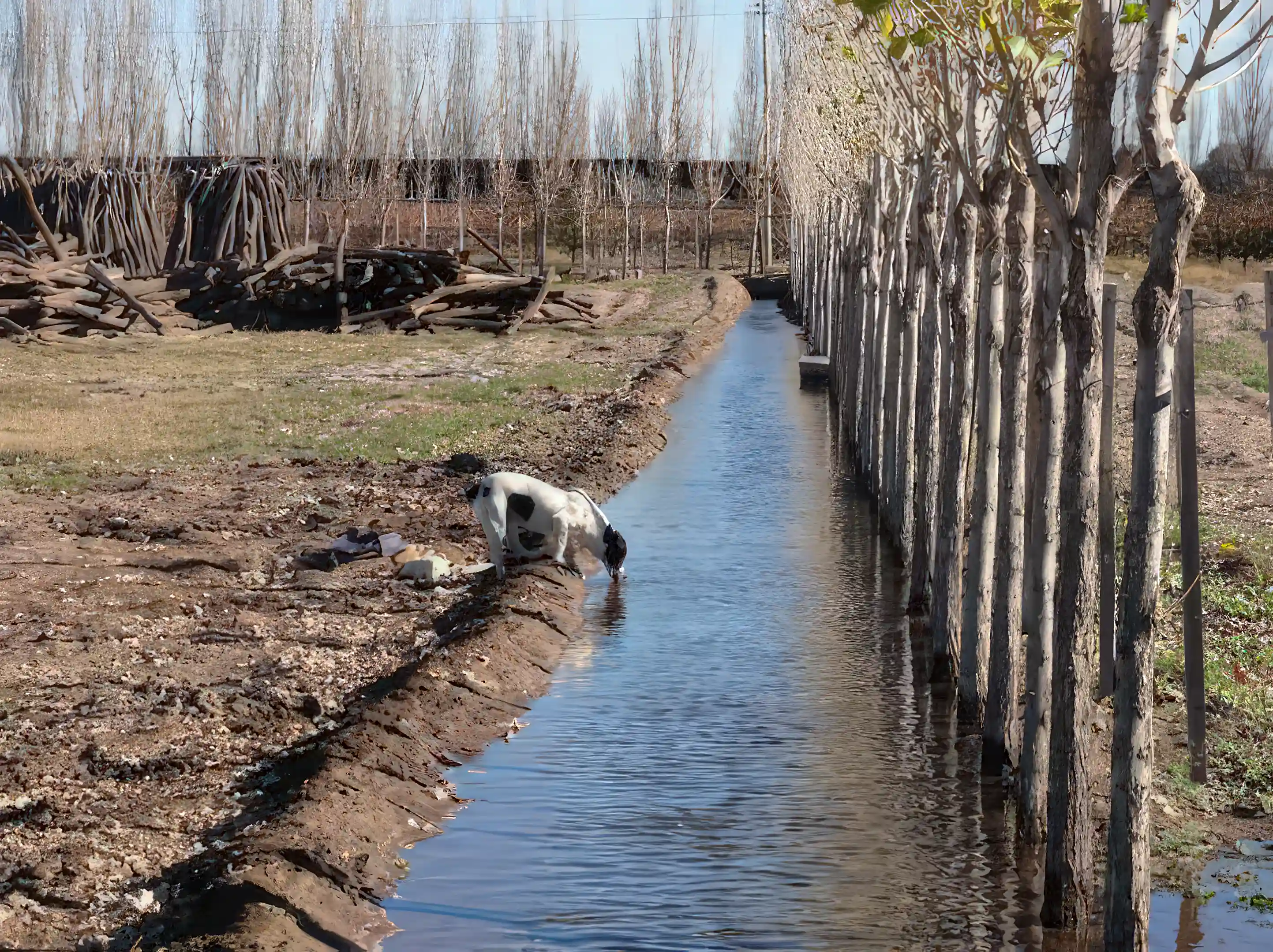 Vineyard dog takes a cool drink from canal water. La...