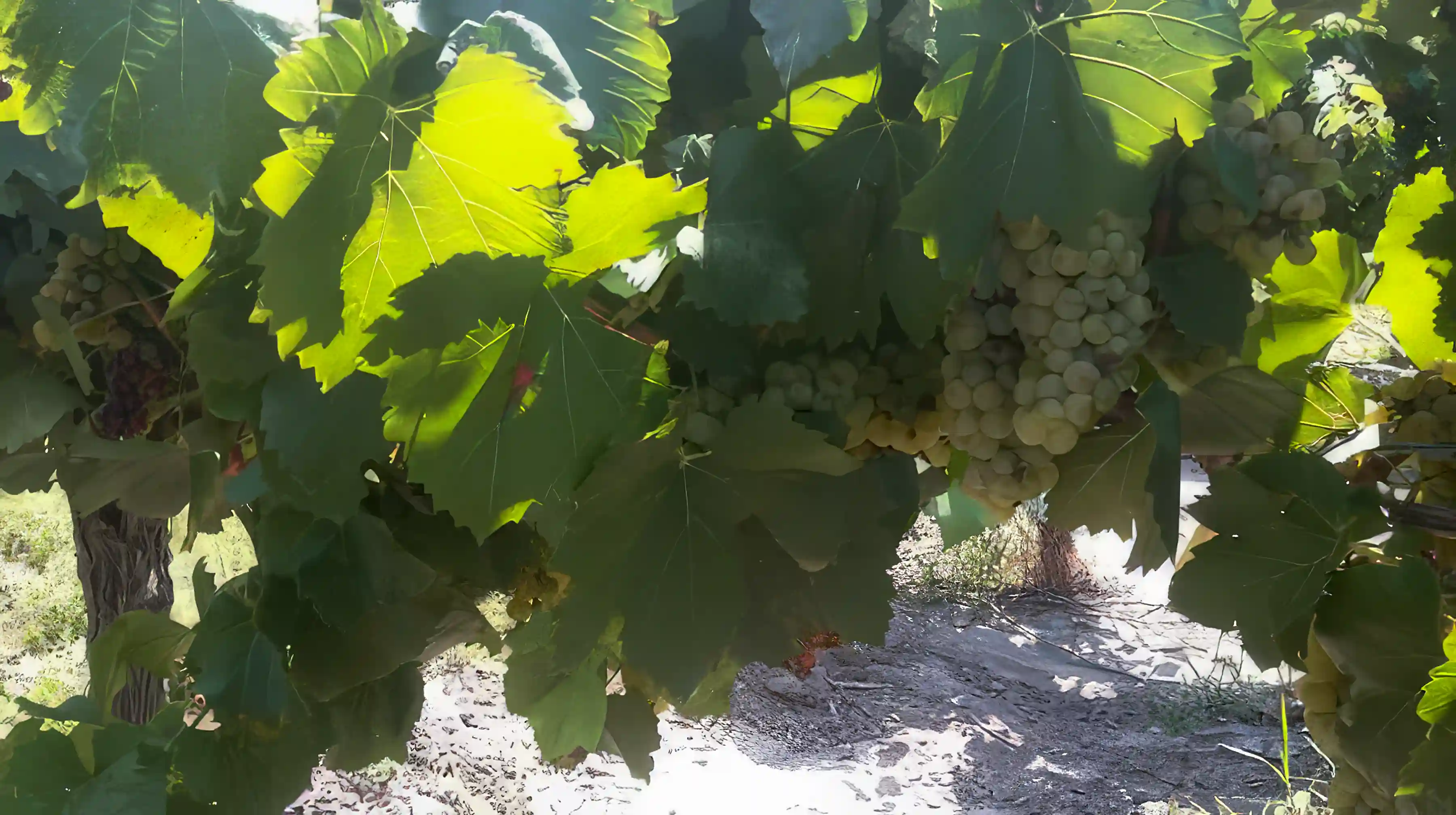 Vineyard for Sale in San Rafael, Mendoza, Argentina Viviun