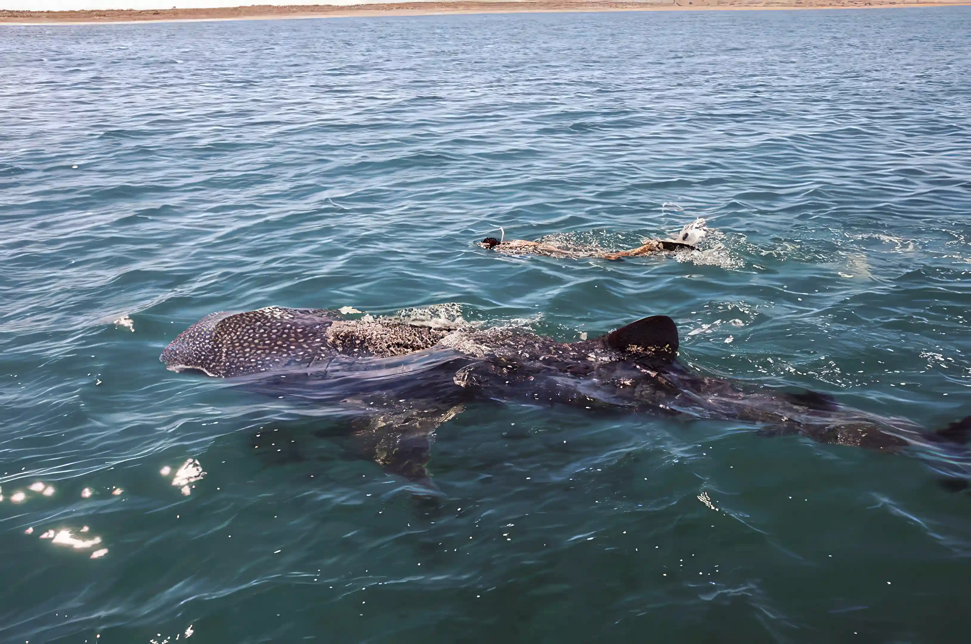 In nearby bay of La Paz