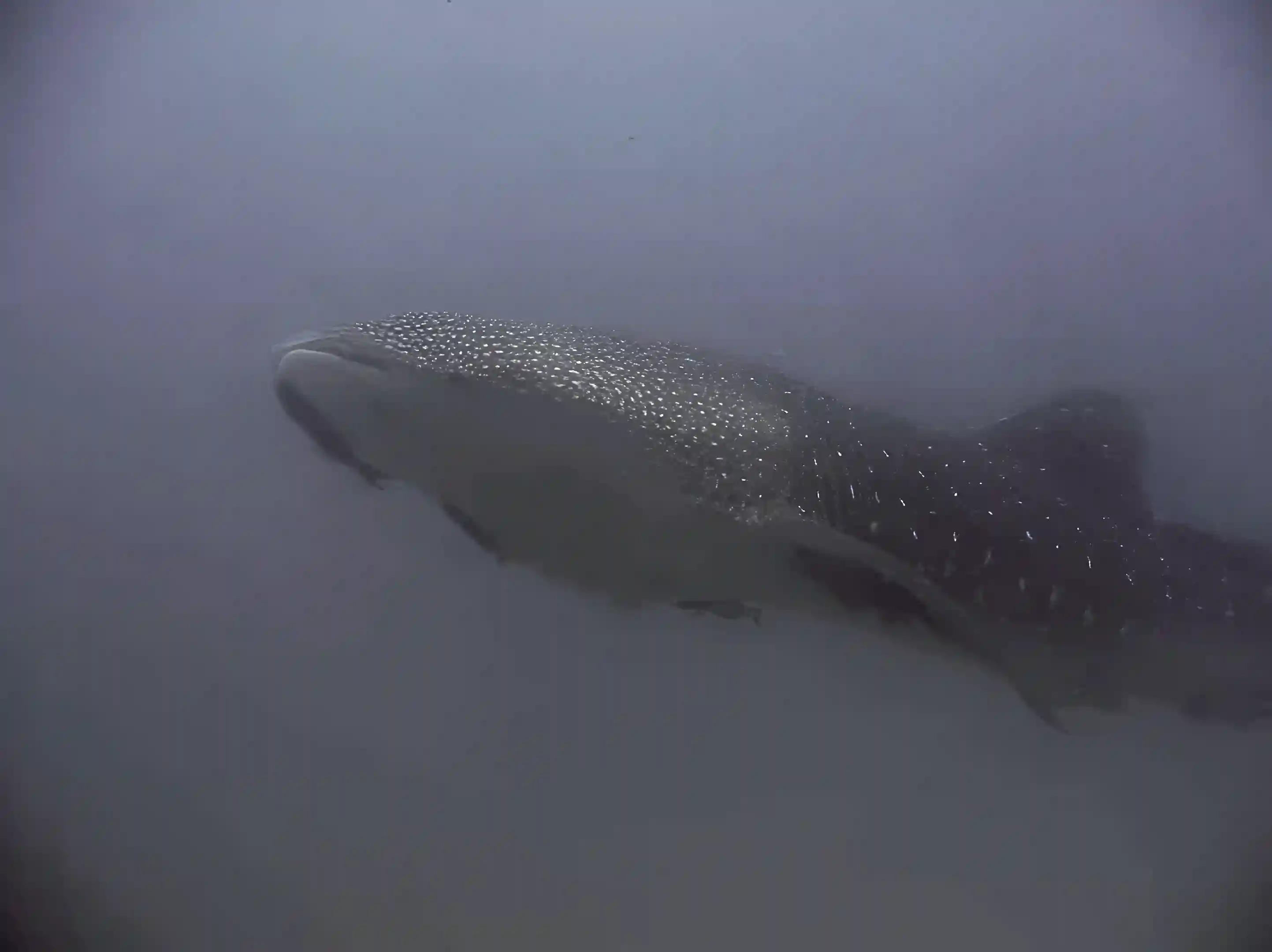whale shark