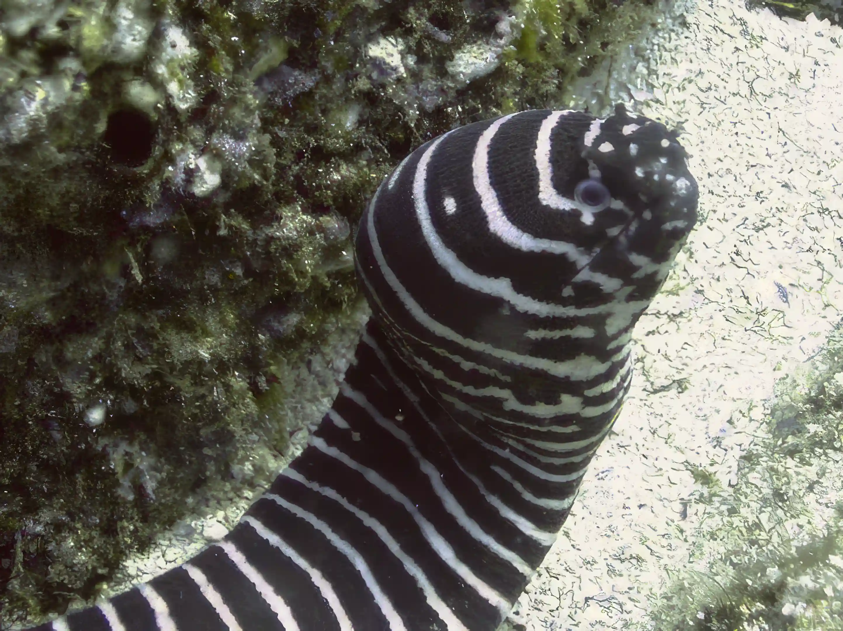 Zebra eel