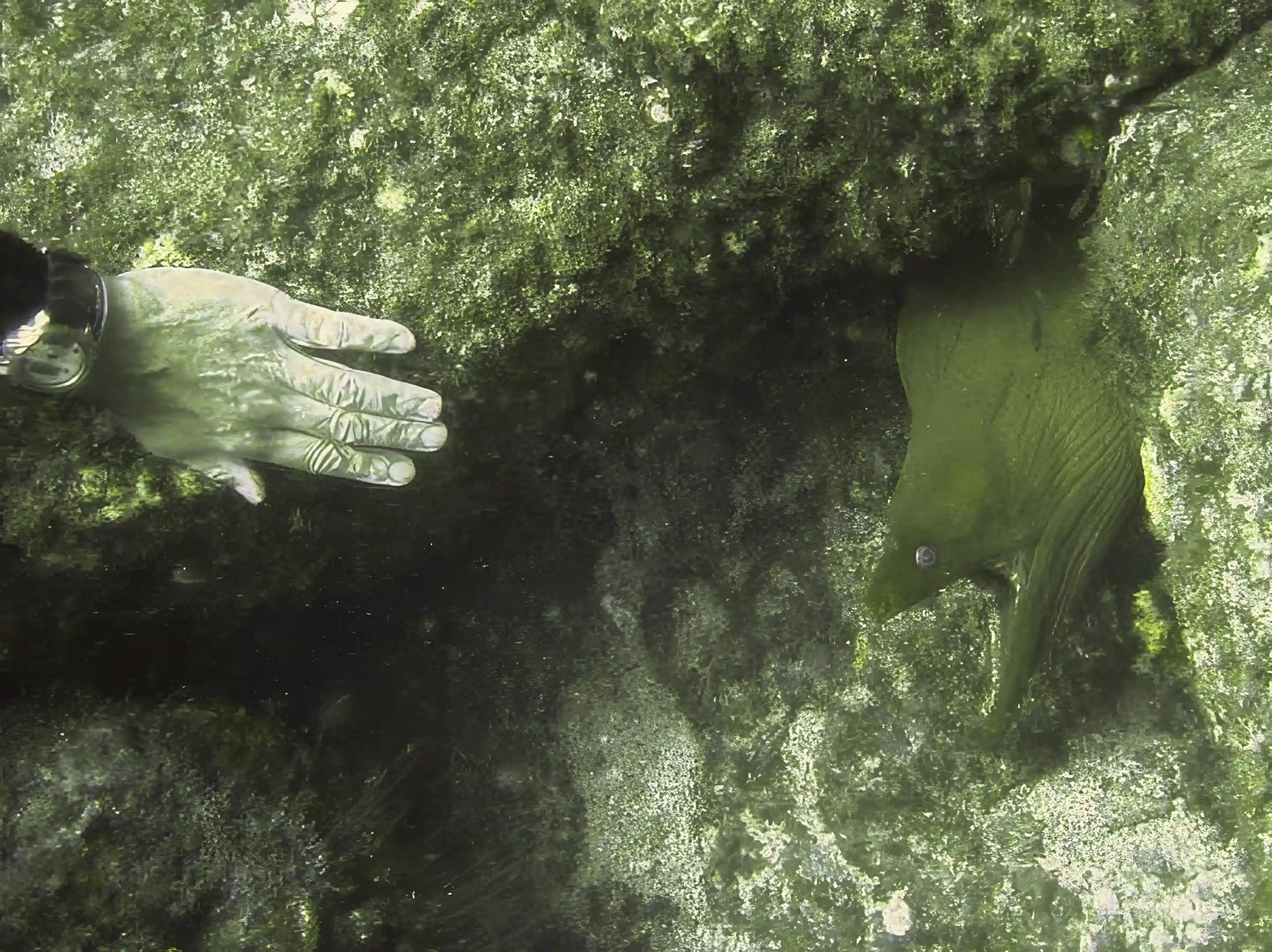 Breathing nice Sea of Cortez water, don't try this at...