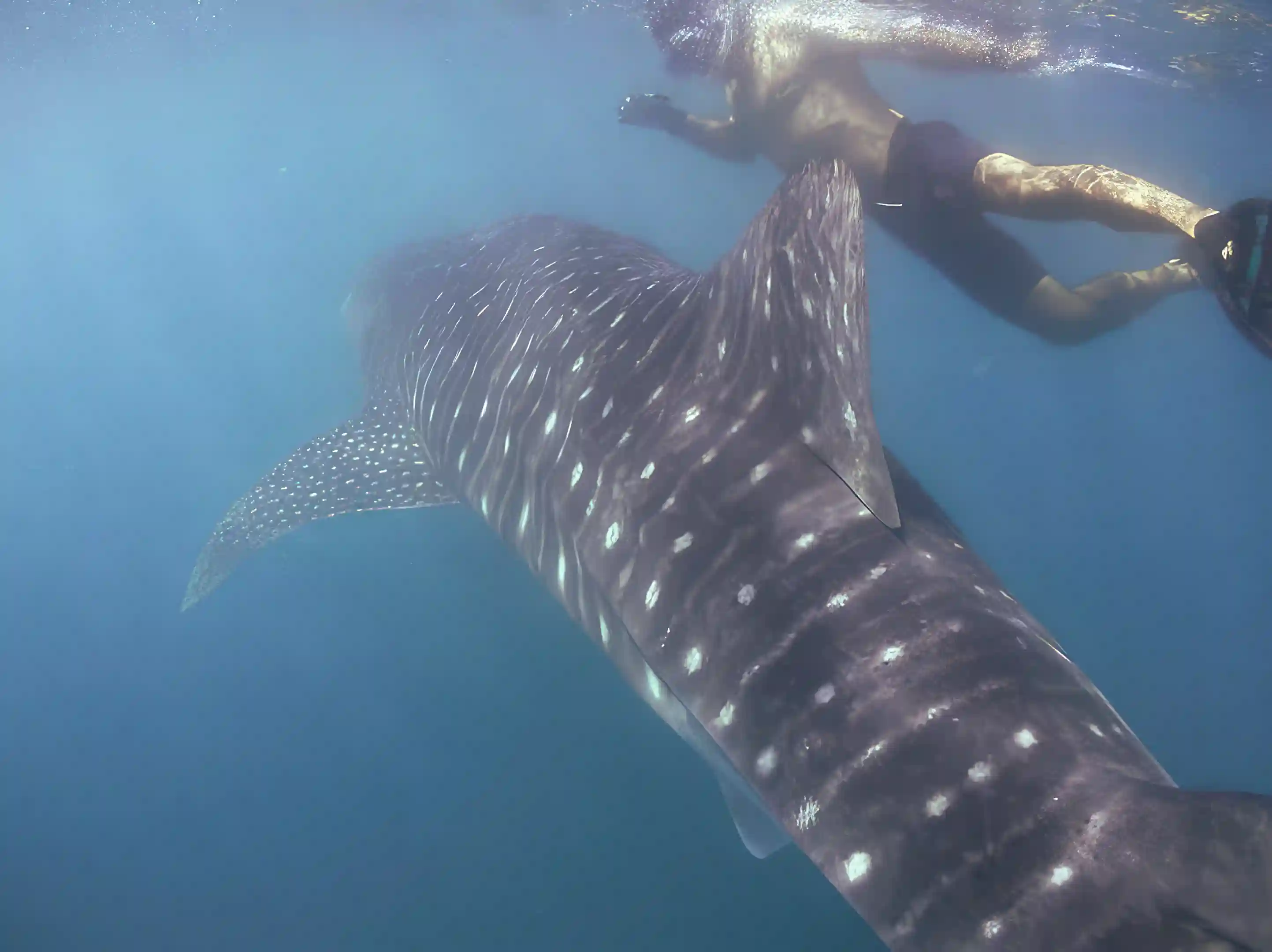 Juvenile whale shark bay of La Paz