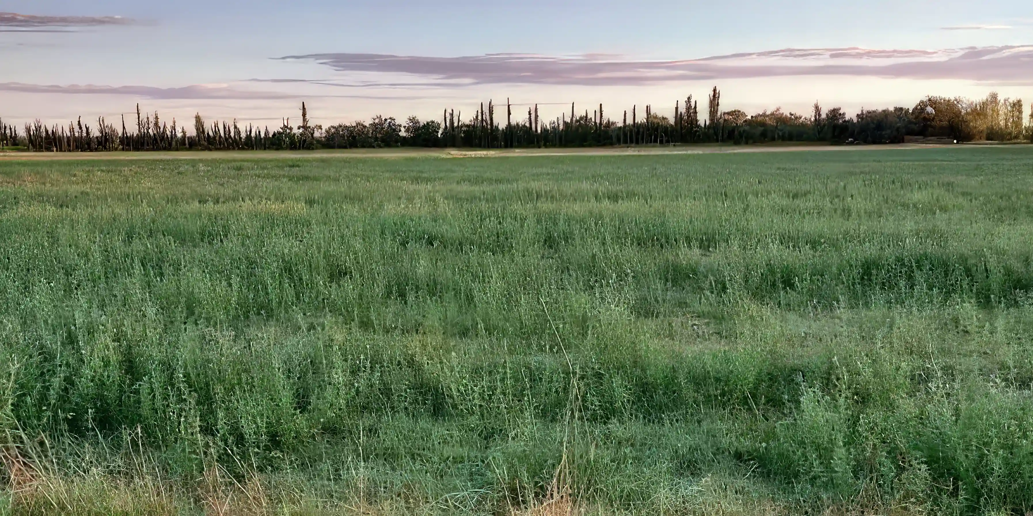 Farm/Ranch for Sale in San Rafael, Mendoza, Argentina Viviun