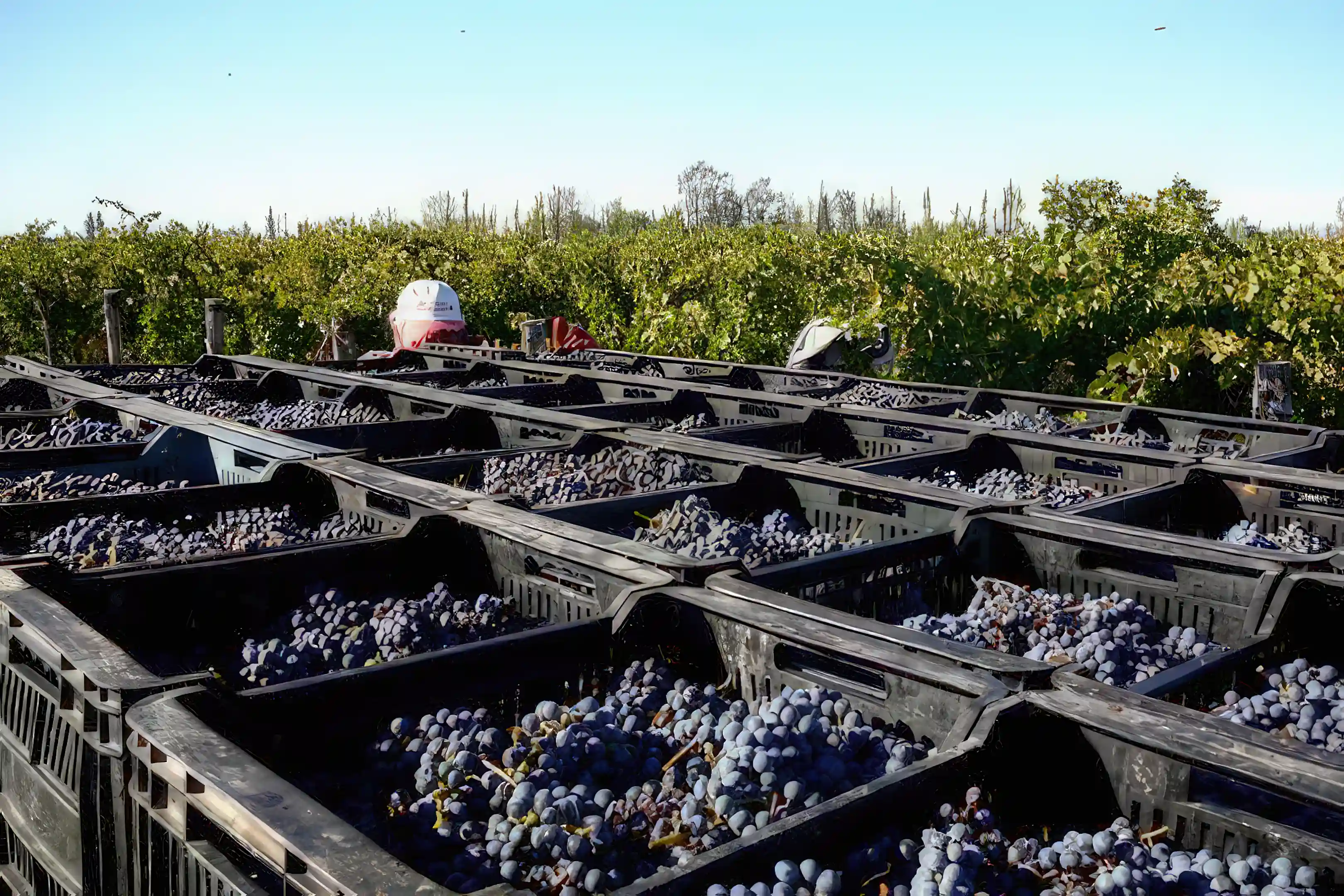 Winery/Vineyard/Farm for Sale in San Rafael, Mendoza, Argentina