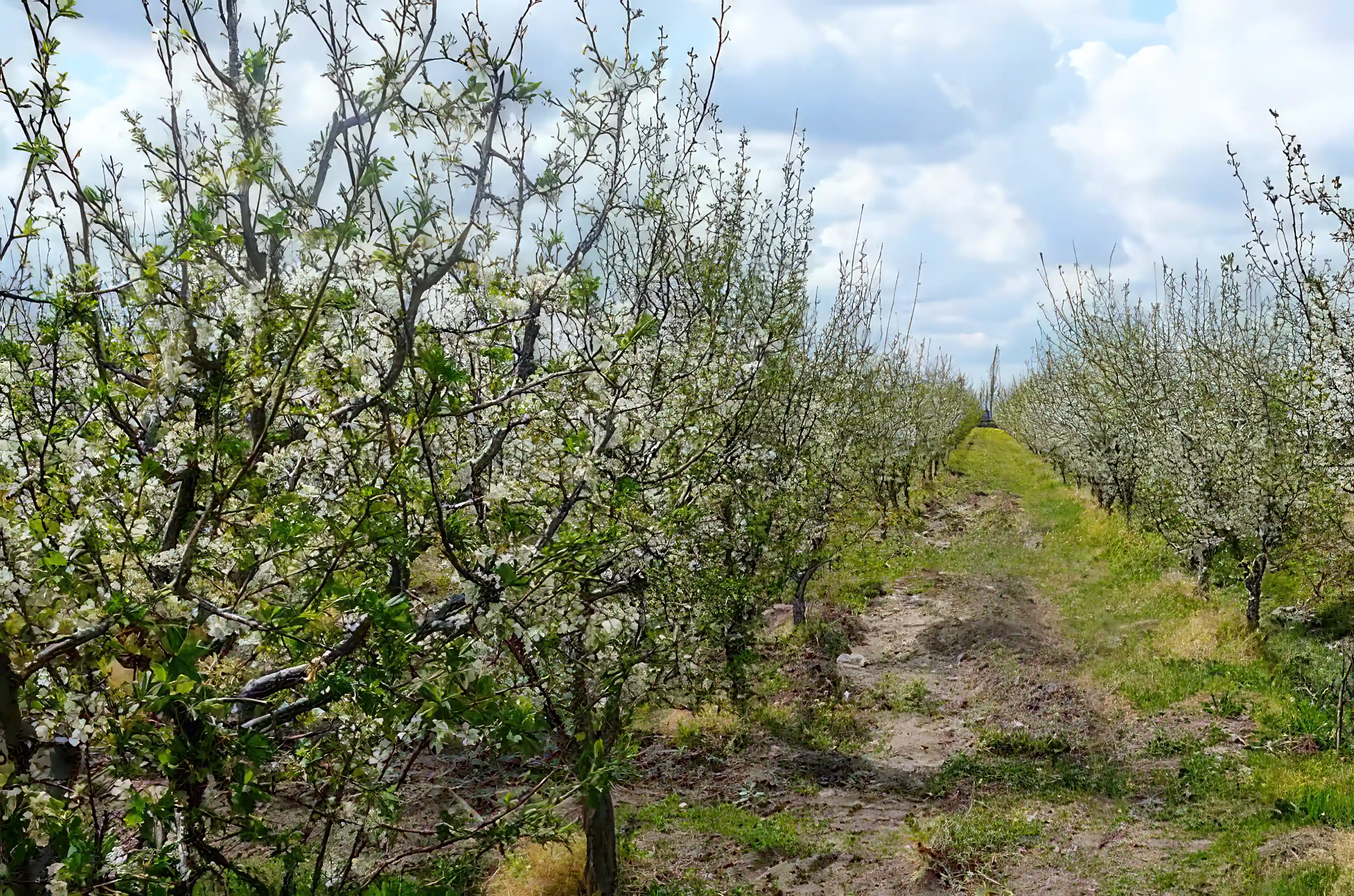 Plum Trees