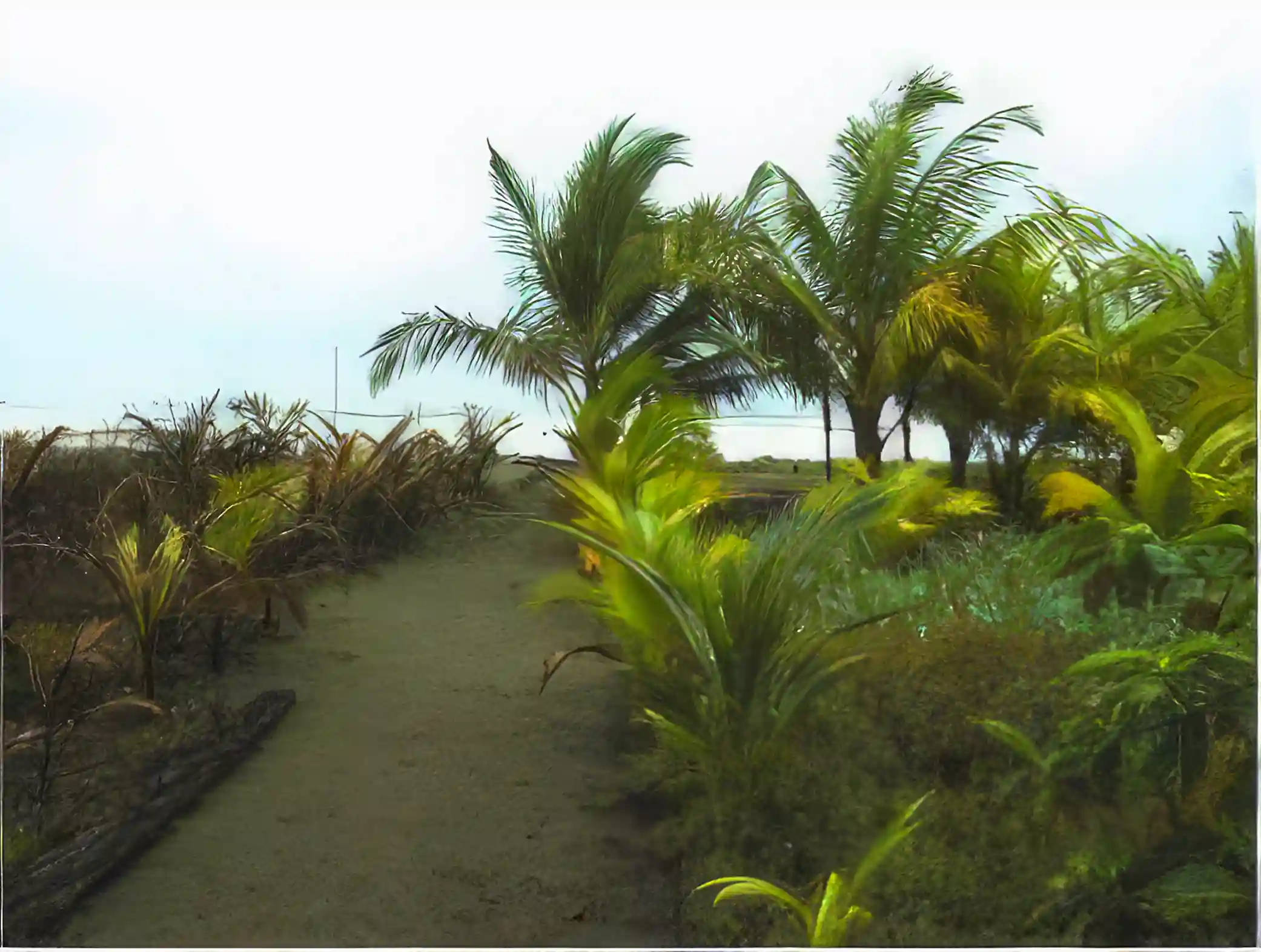 Our private footpath to the beach