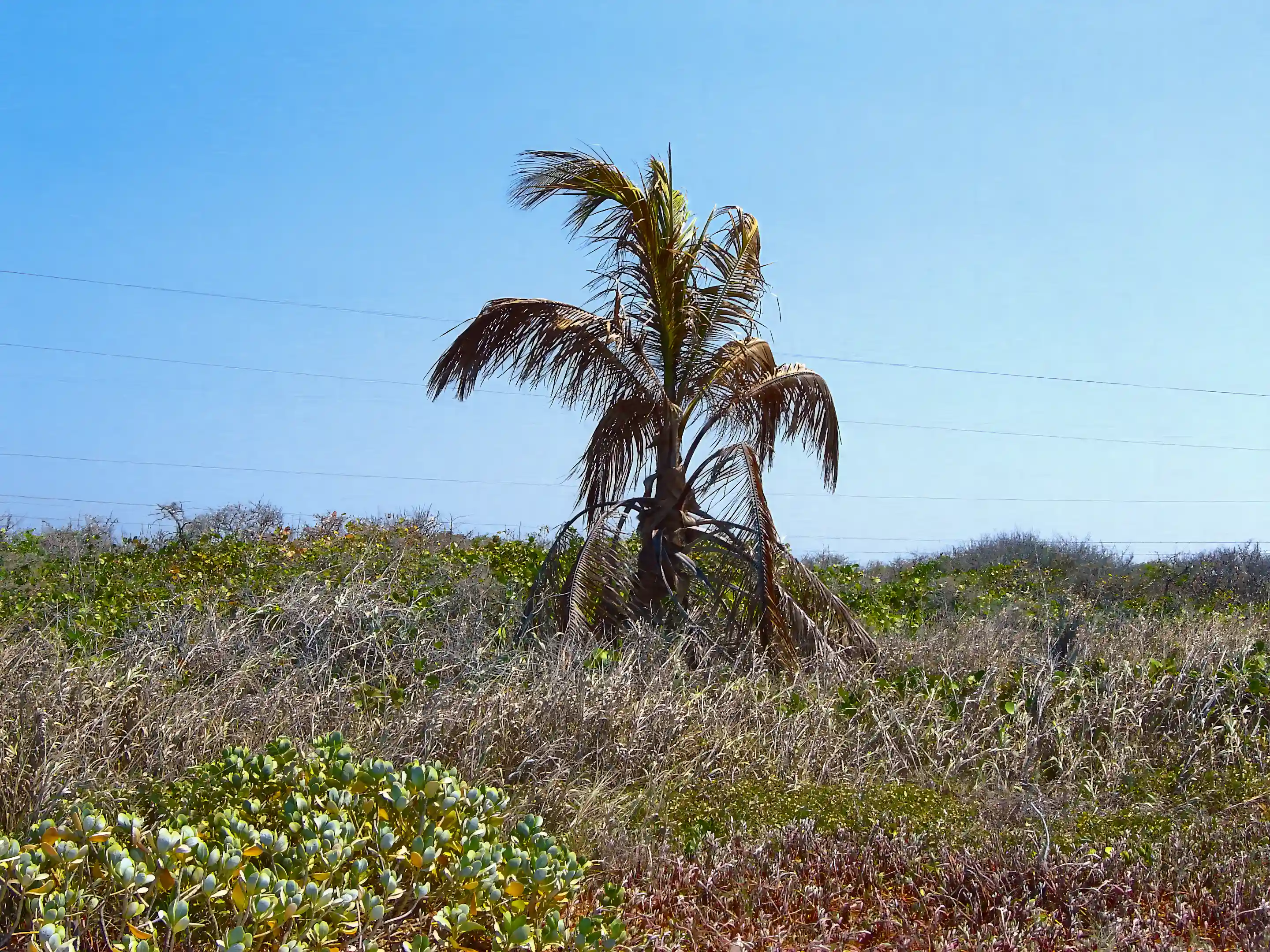 Beachfront Lot for Sale in Isla Aguada, Campeche, Mexico Viviun