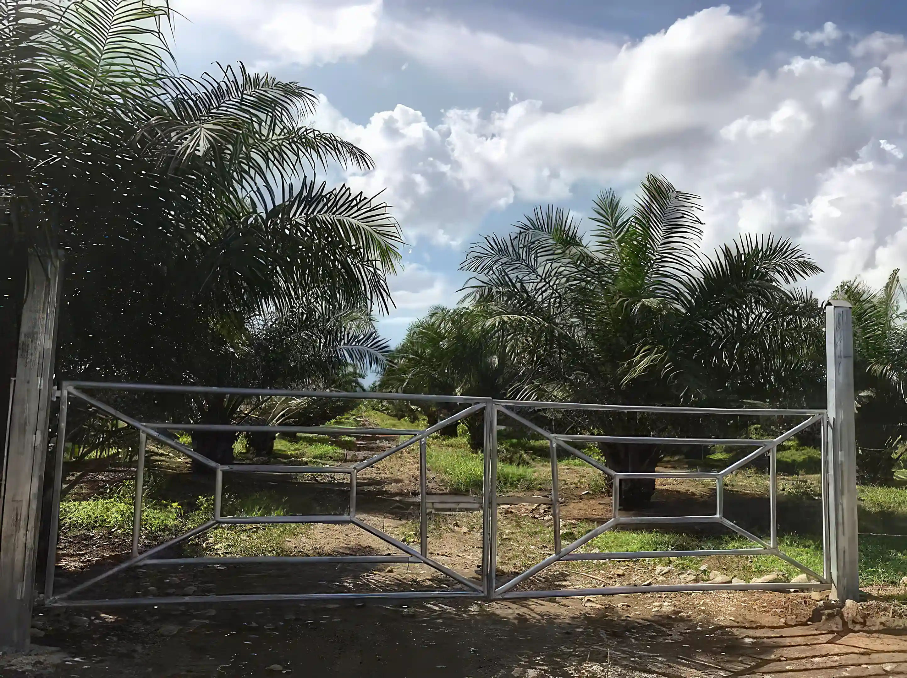 Palm Oil Production Business for Sale in Costa Rica, Poccori, Limon