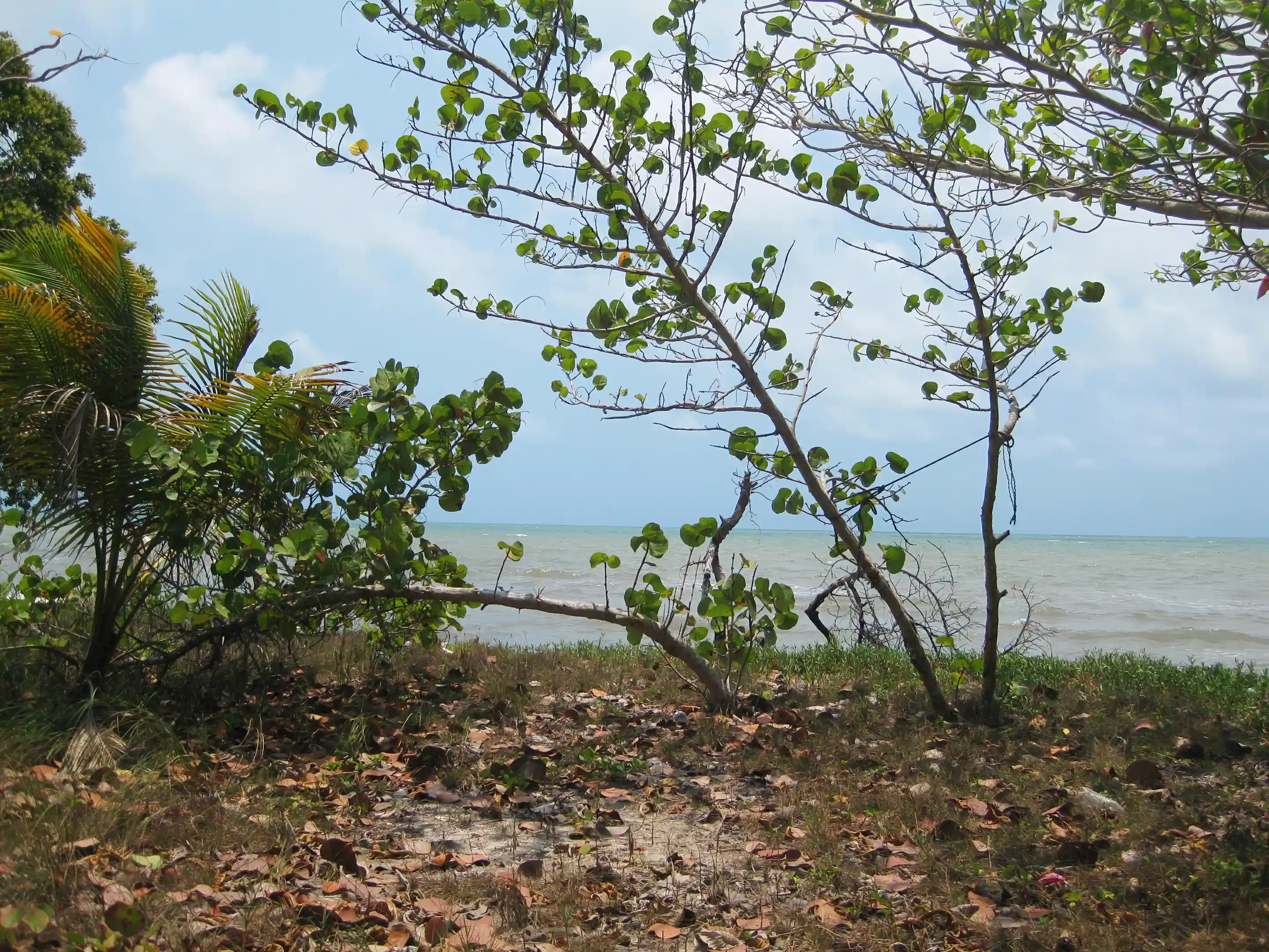 Raw Land for Sale in Belize