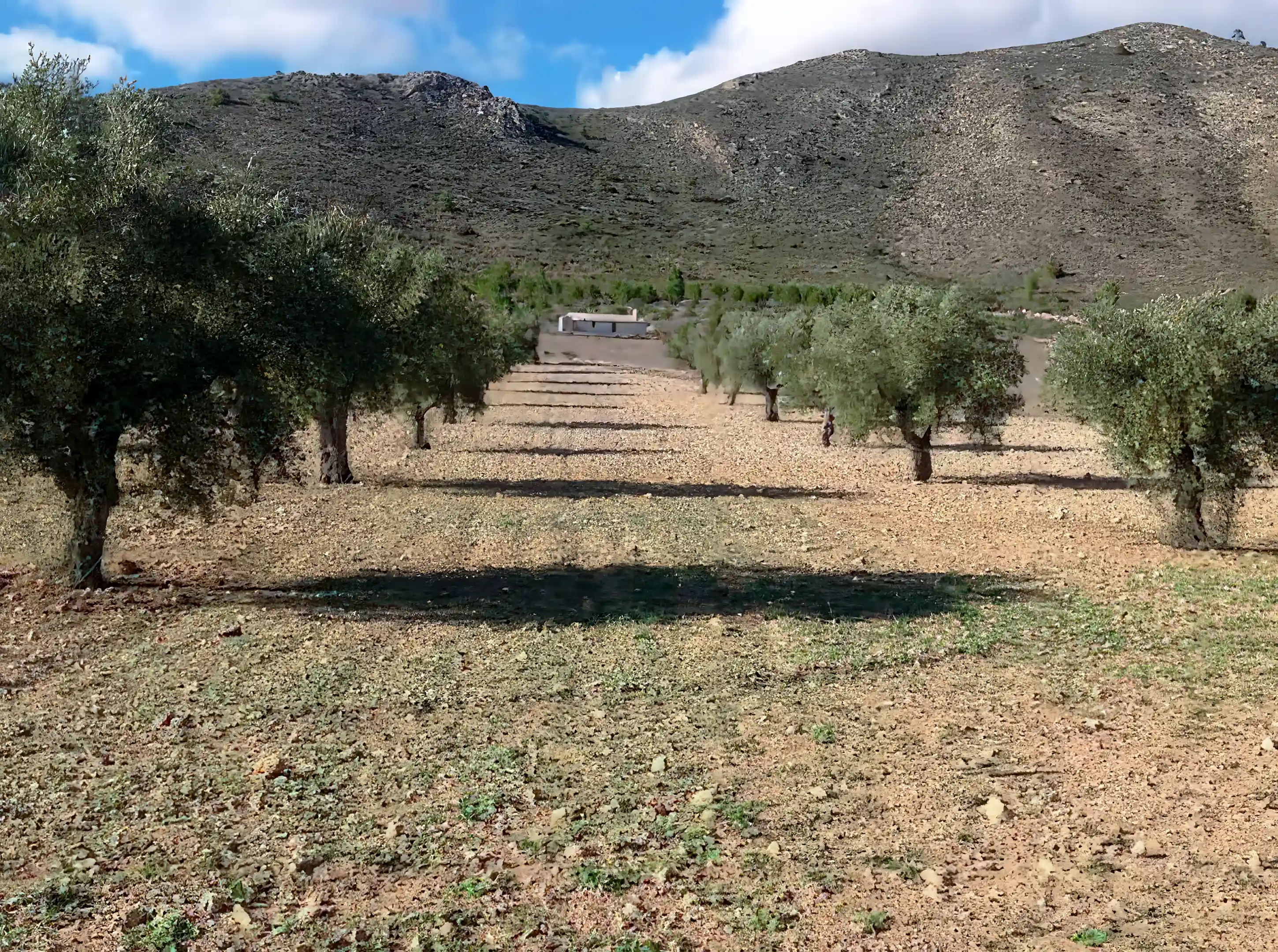 small house with olive trees