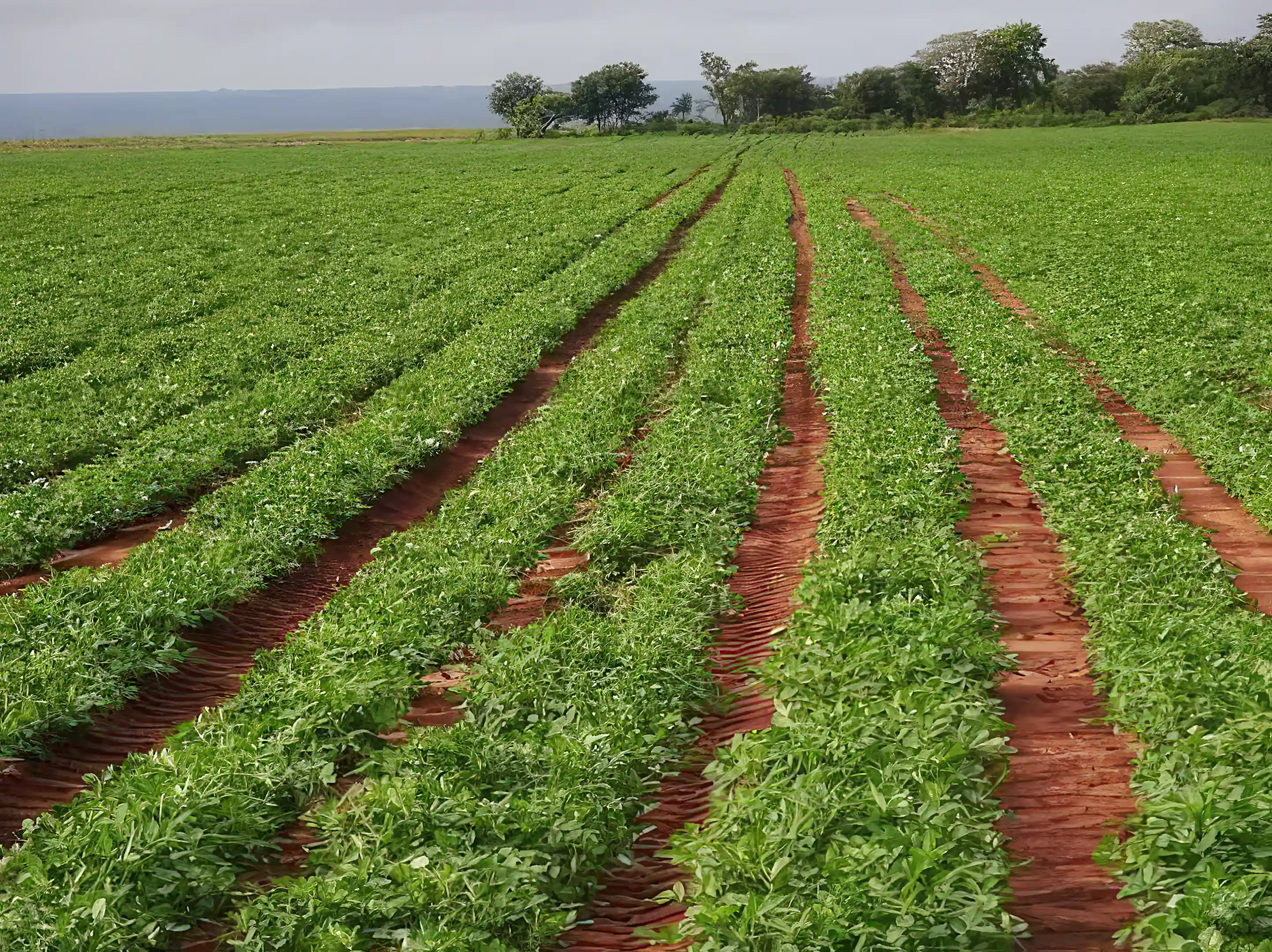 Commercial Mixed Crop Farm for Sale and Rent in Kazungula Road, Livingstone, Southern Province, Zambia