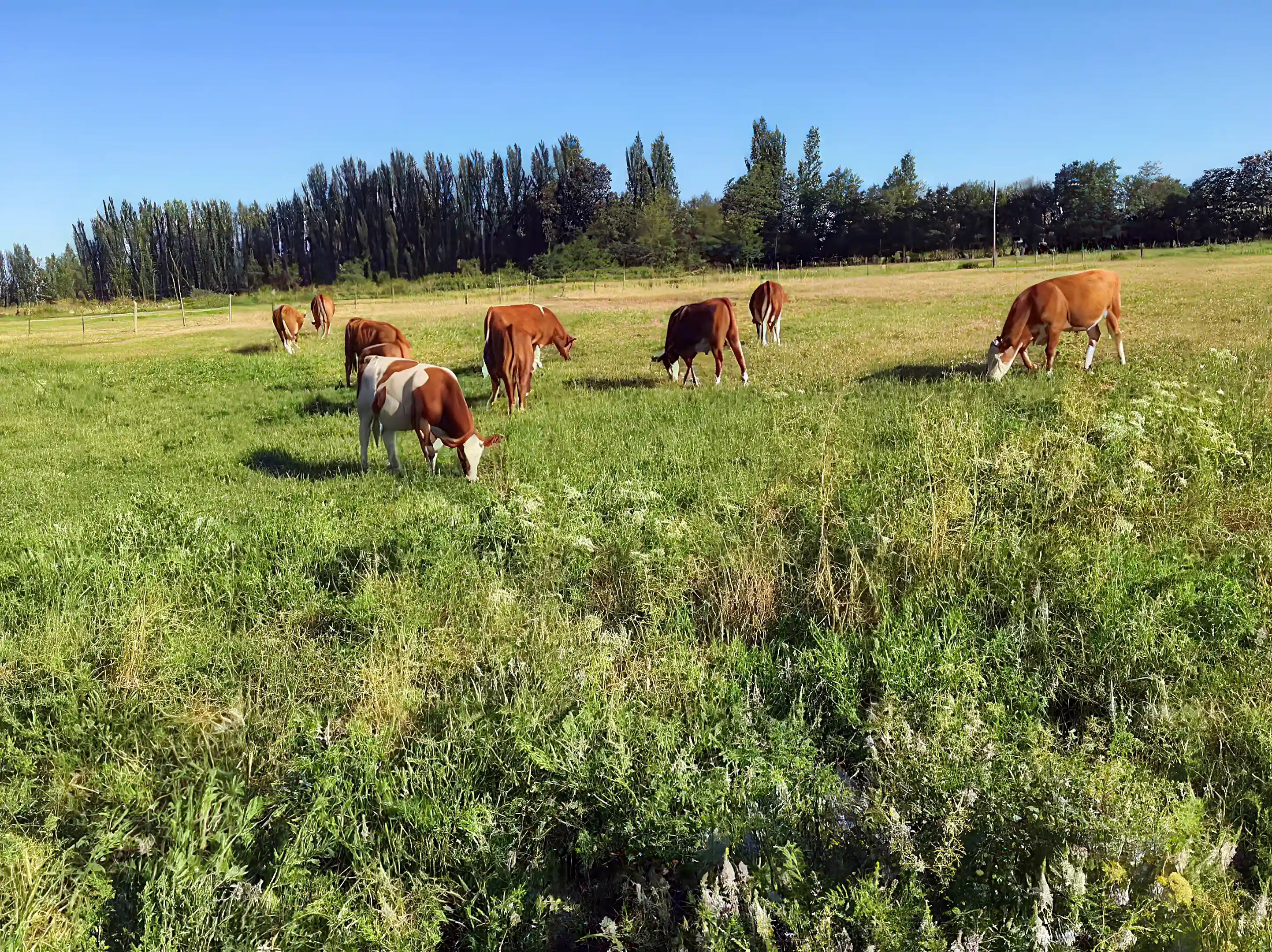 Farm/Ranch for Sale in Sector Rosal Bajo, Pinto, Nuble, Chile