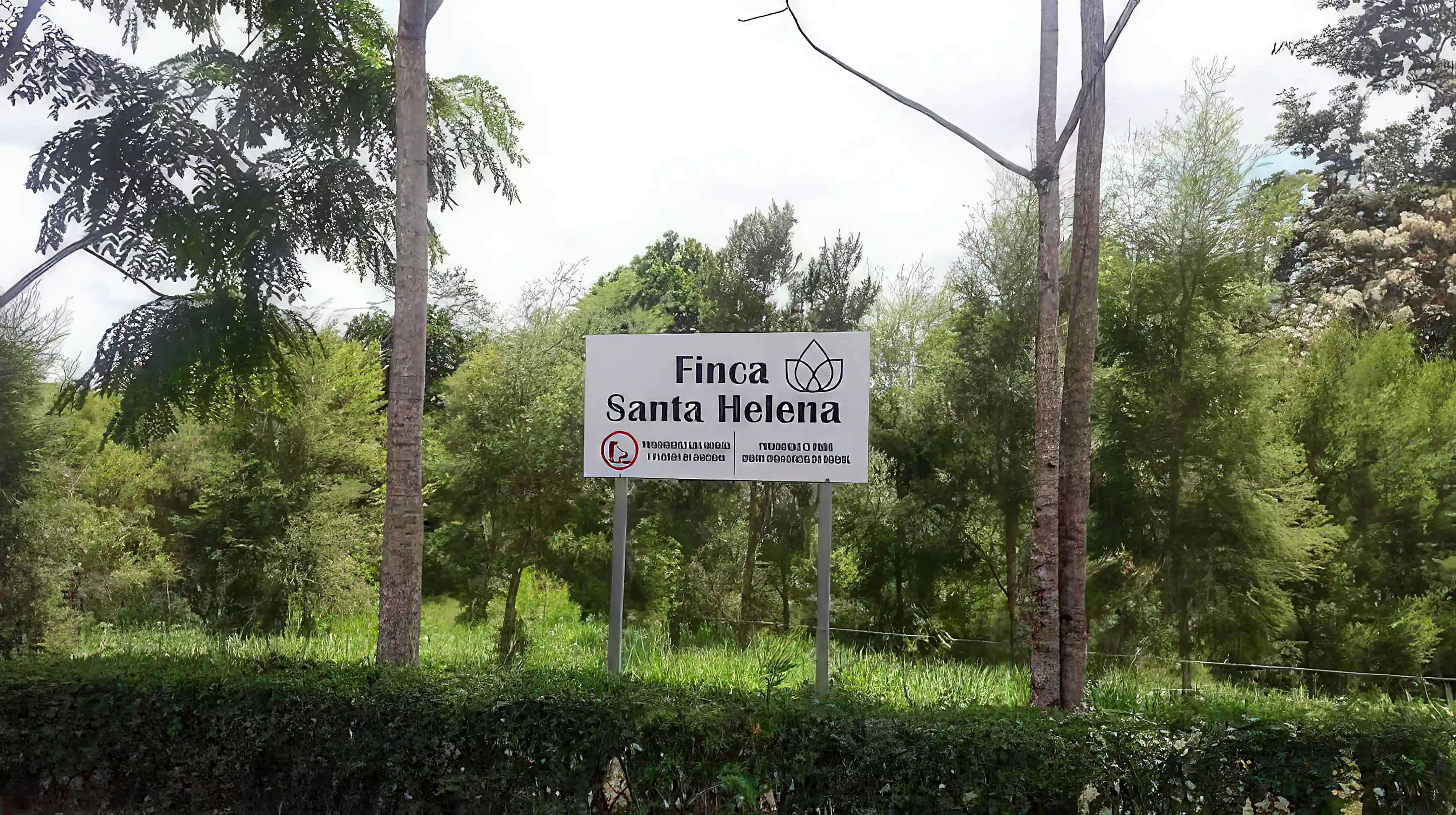 Tea Tree Oil Producing Farm for Sale in Apt 86-4417, Fortuna, San Carlos, Alajuela, Costa Rica