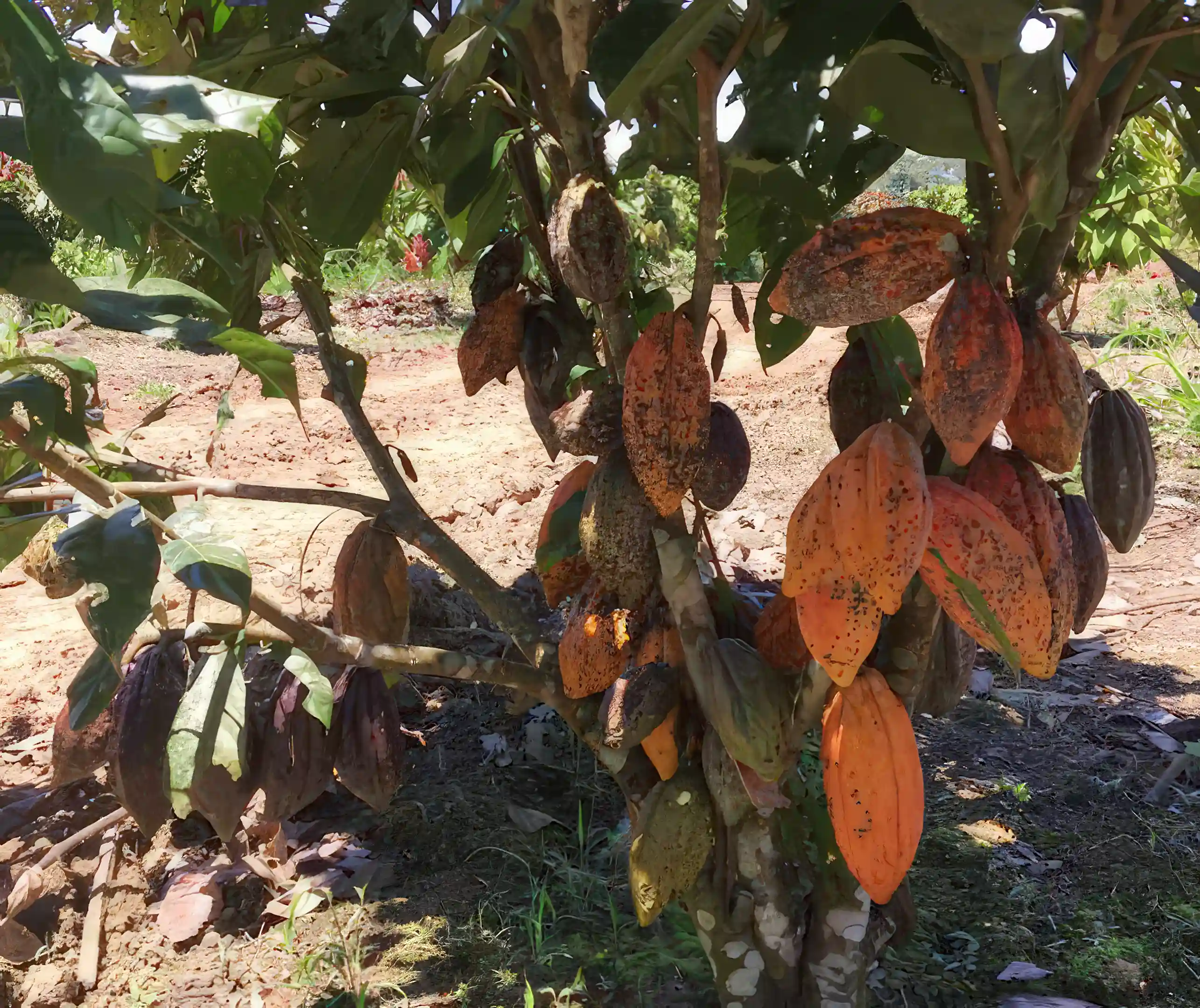 Cacao plantation