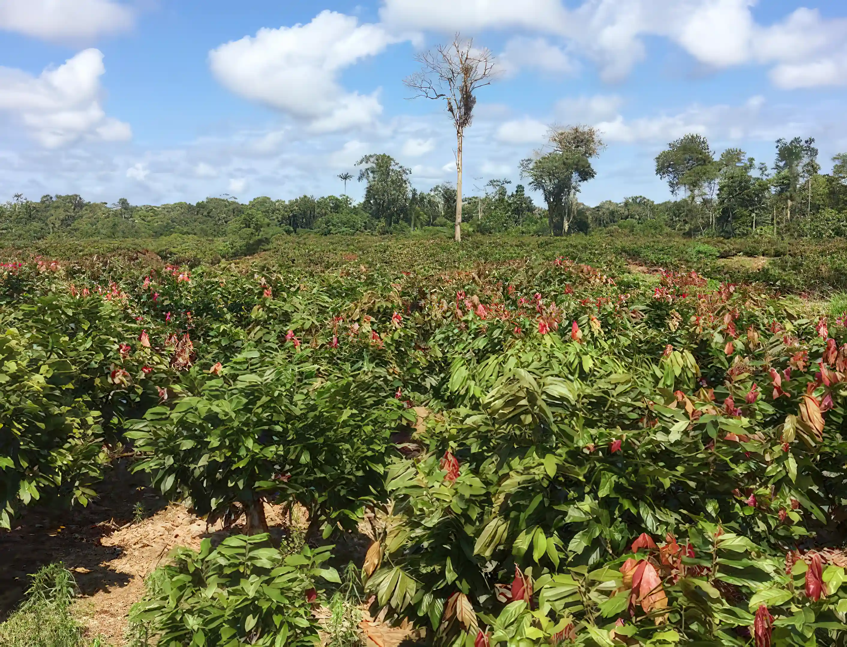 Cacao Plantation for Sale in Puerto Murialdo, Orellana, Ecuador