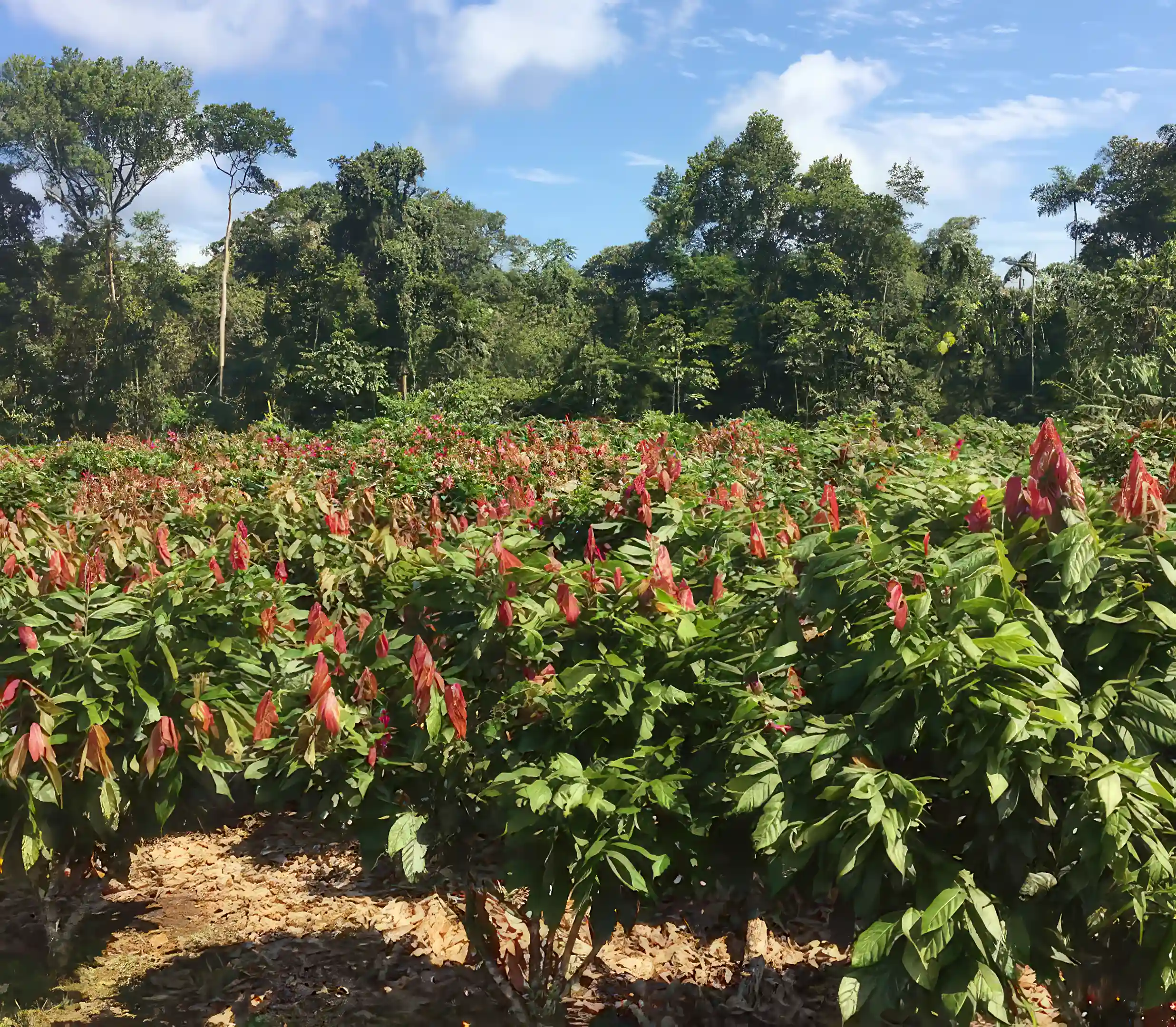 Cacao plantation