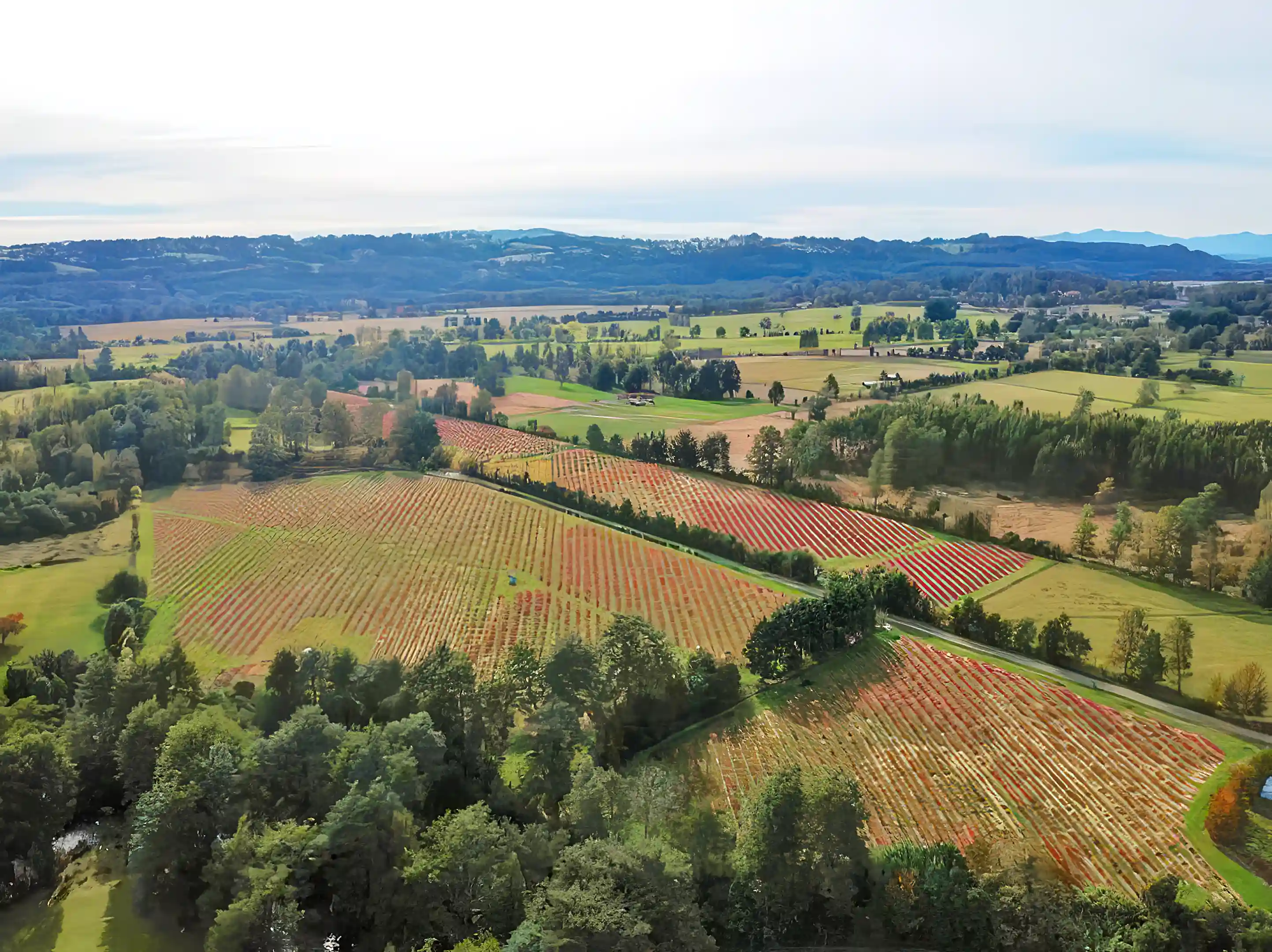 Farm for Sale in Panguipulli, Chile
