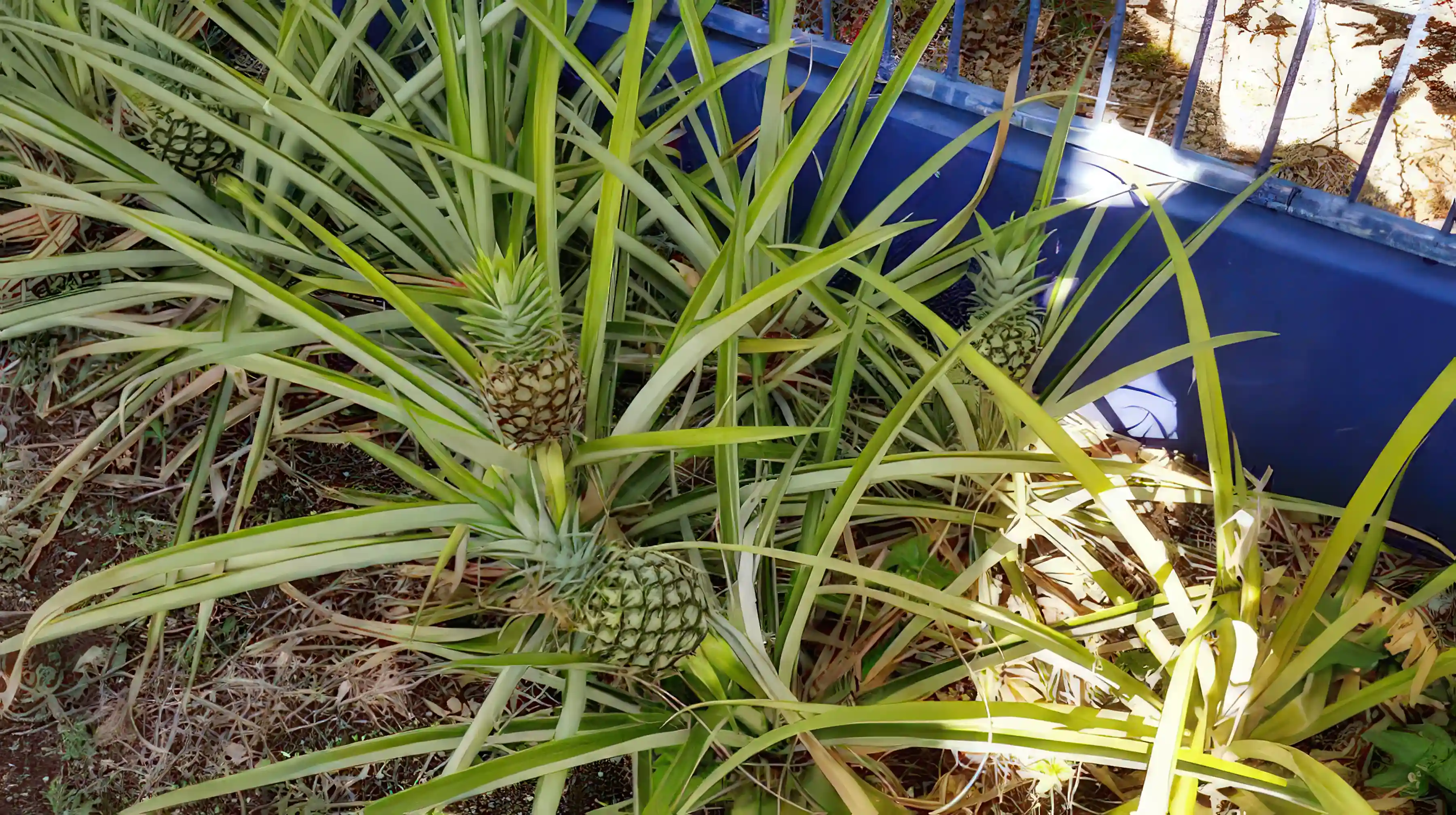 pineapples