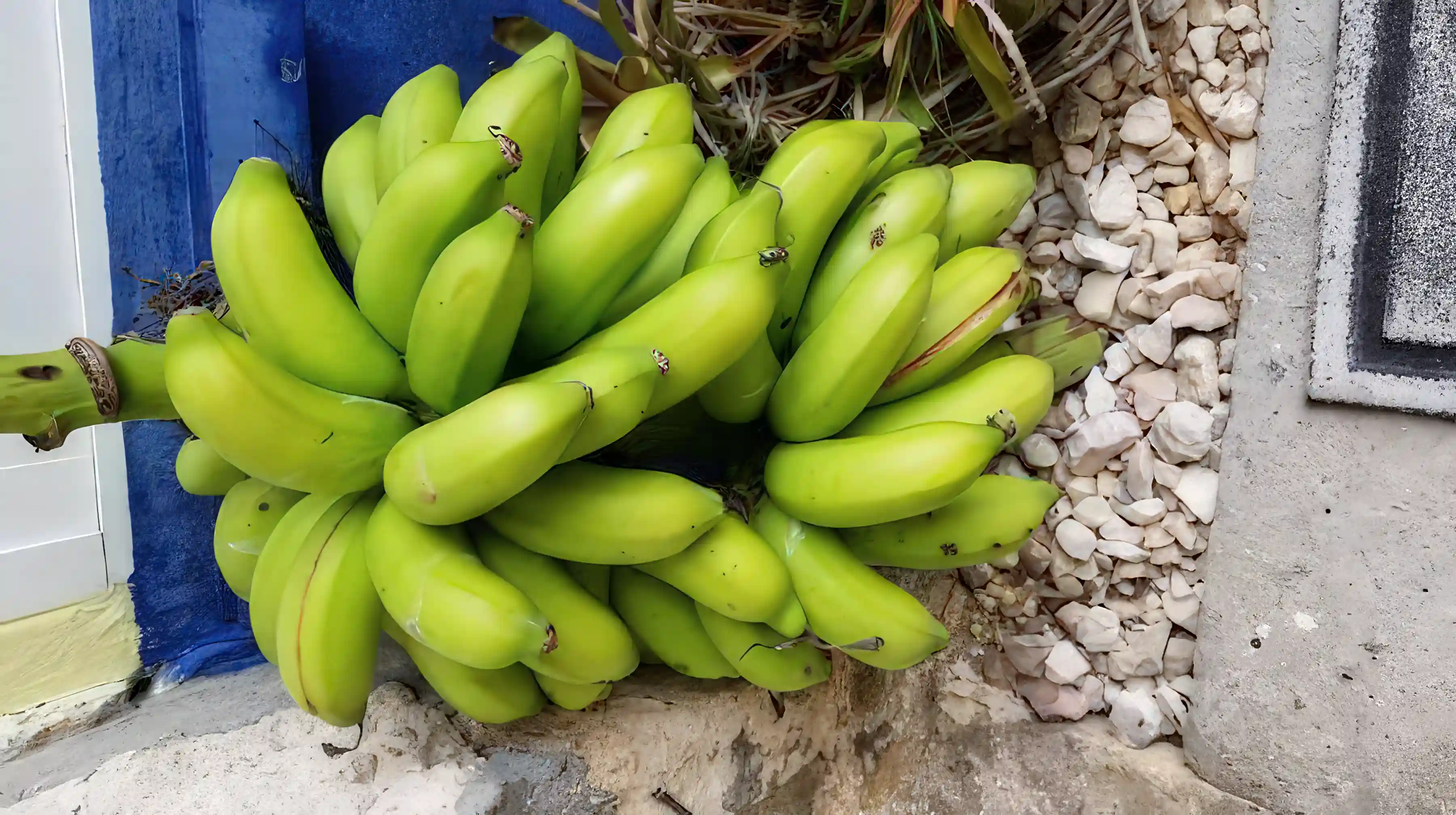 Bananas - 100 + on the stalk. These are...