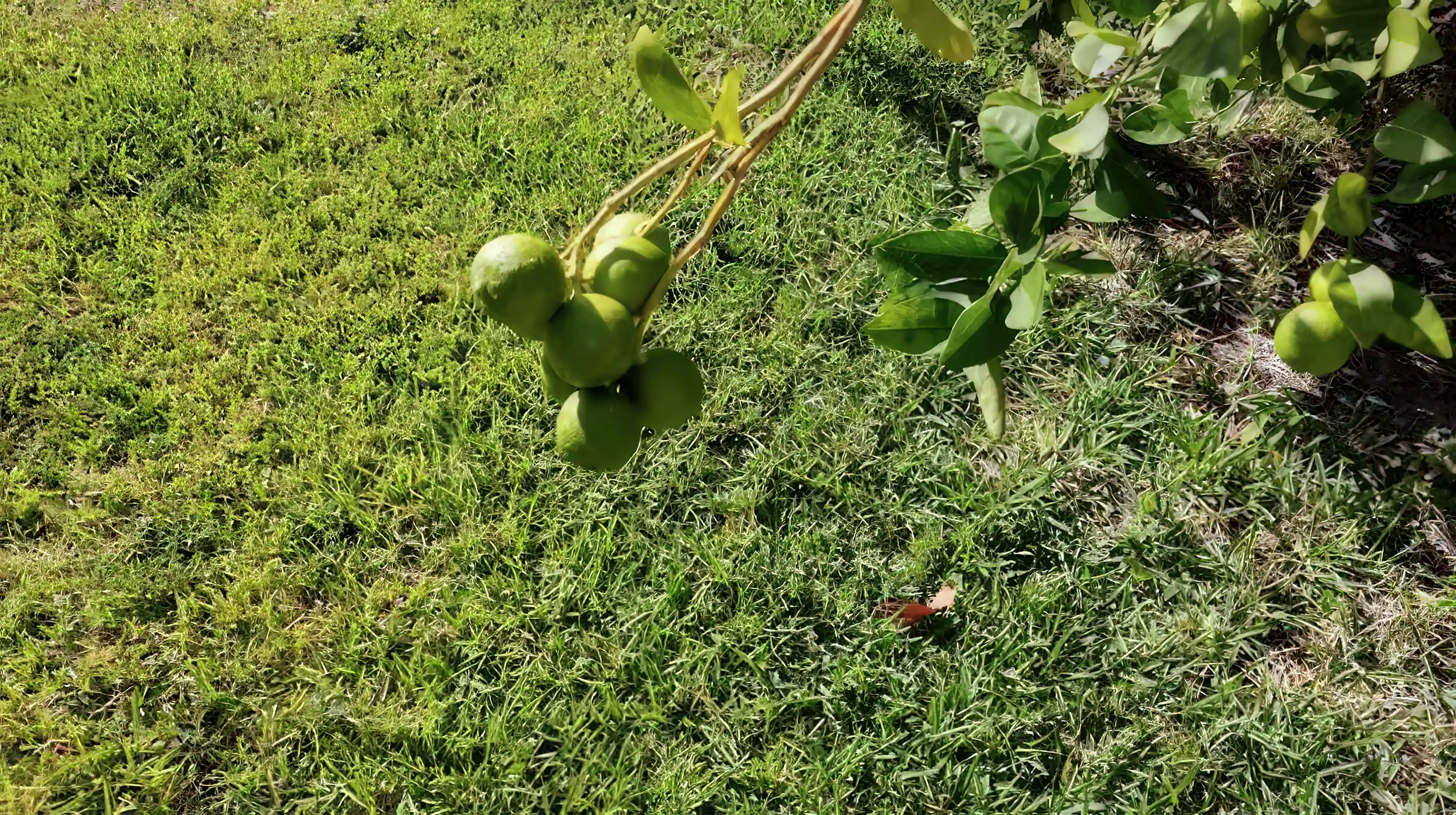 limes