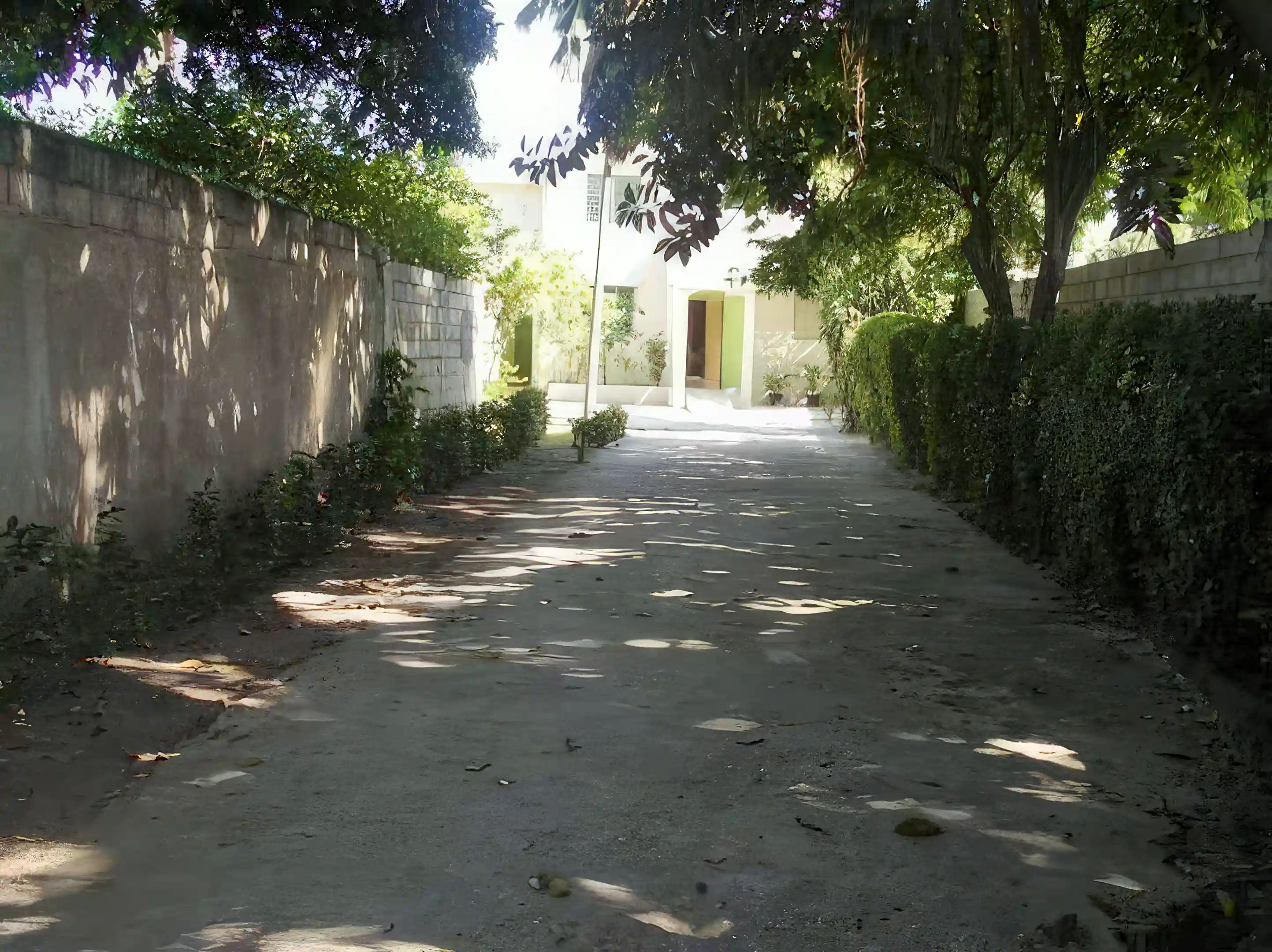 Driveway sided with plants