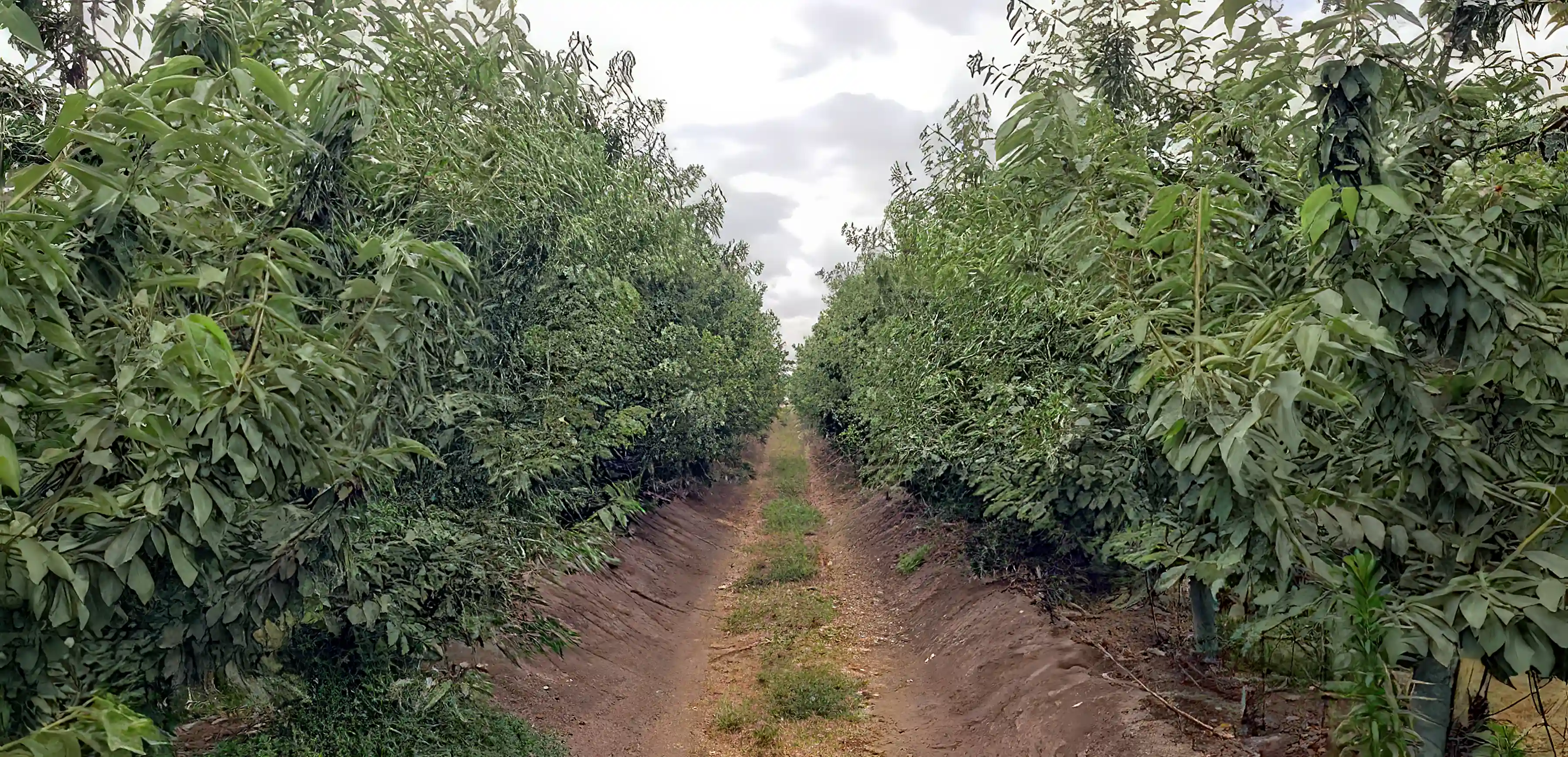 Farm for Sale in Pichidegua, Region De O'Higgins, Chile