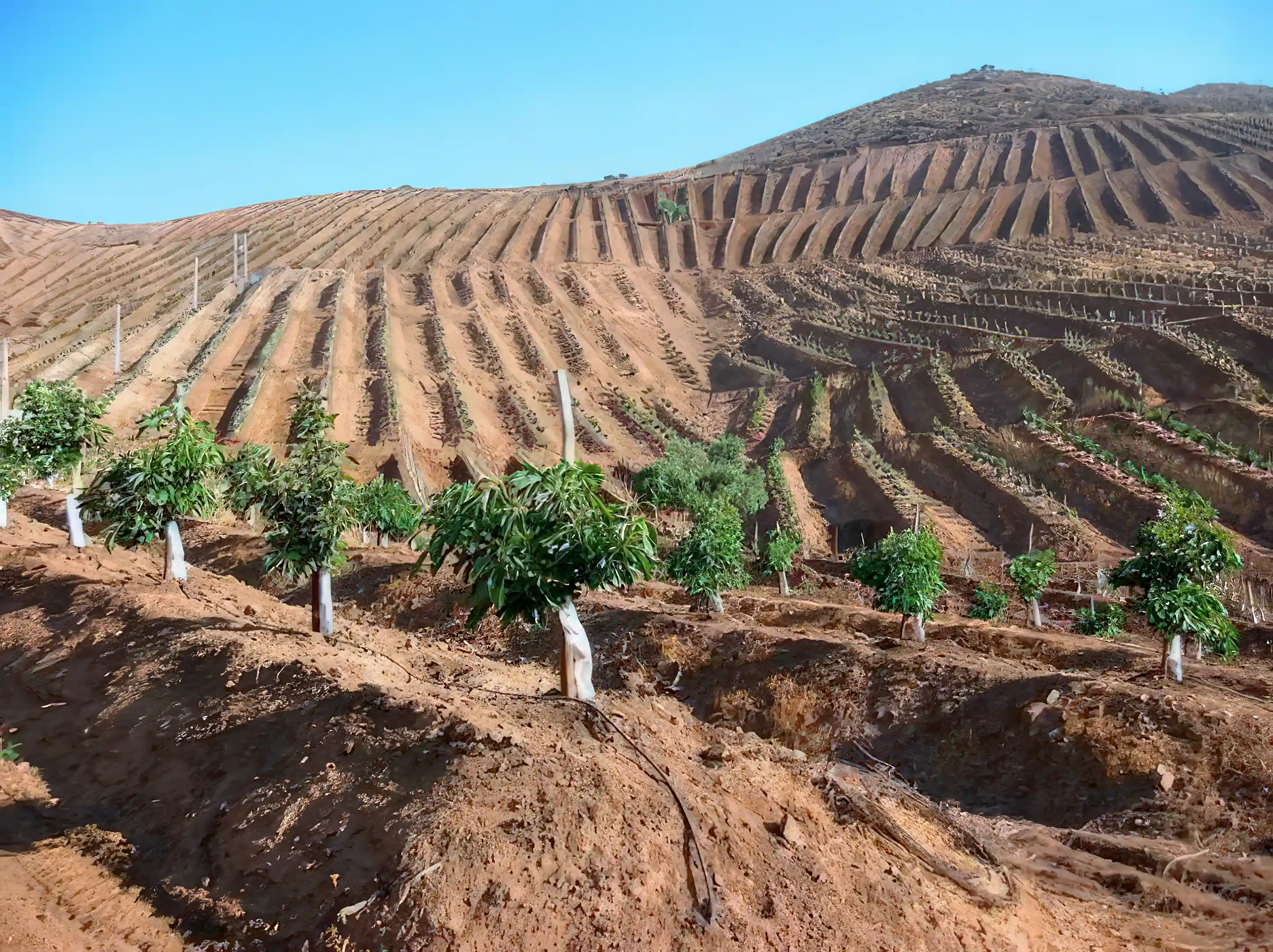 Farms for Sale and Rent in Chile
