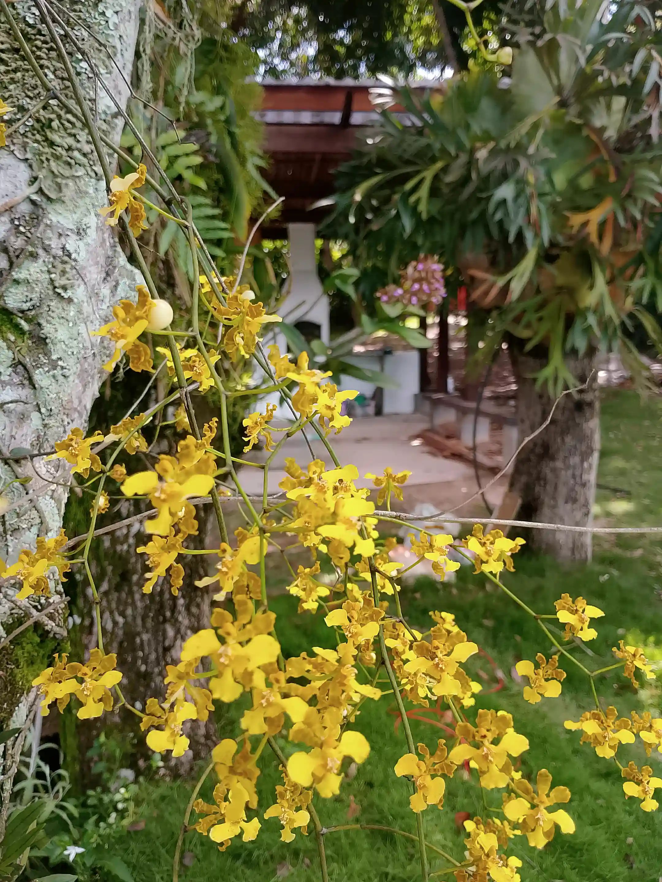 Exotic orchids grow in all trees