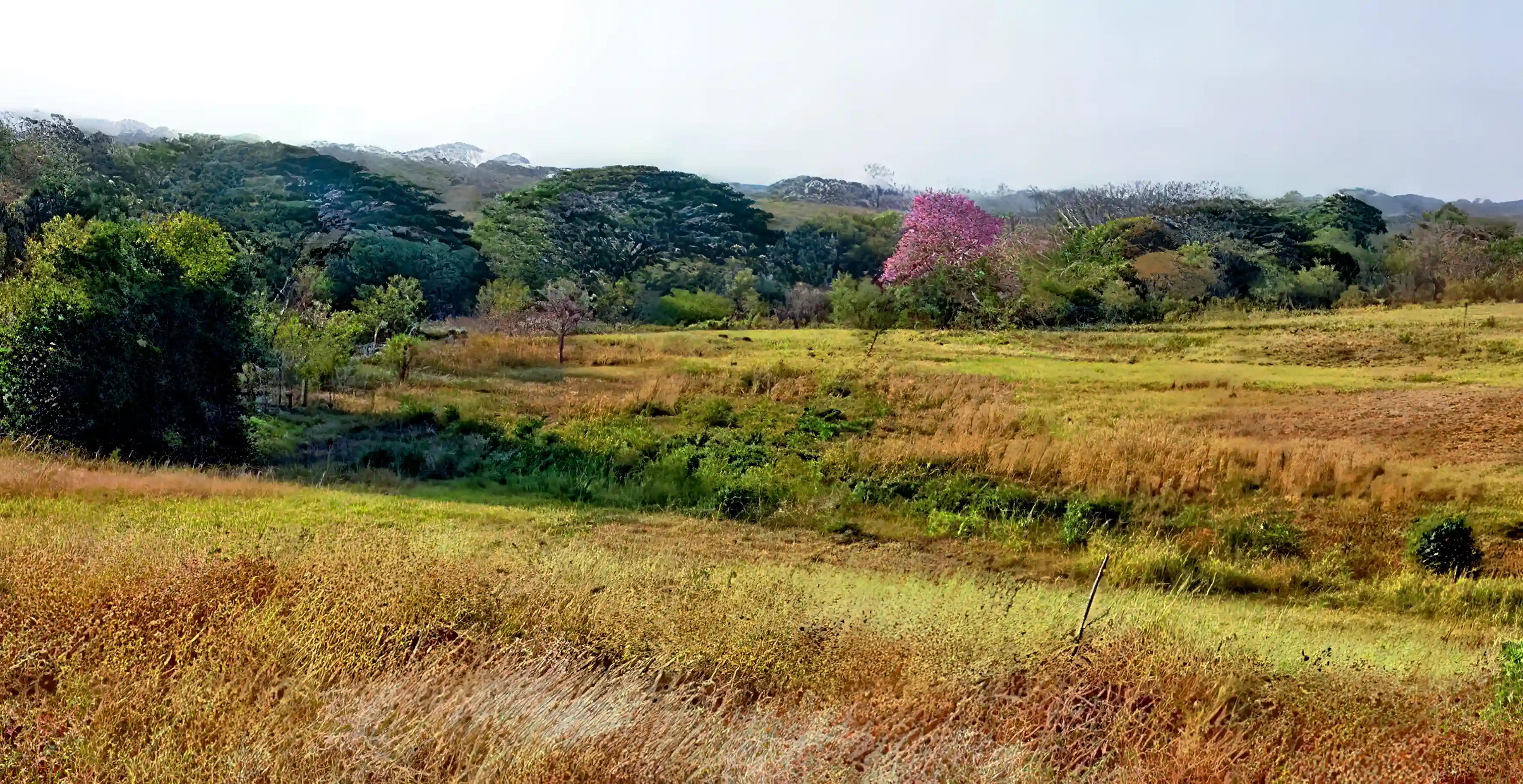 southern view
