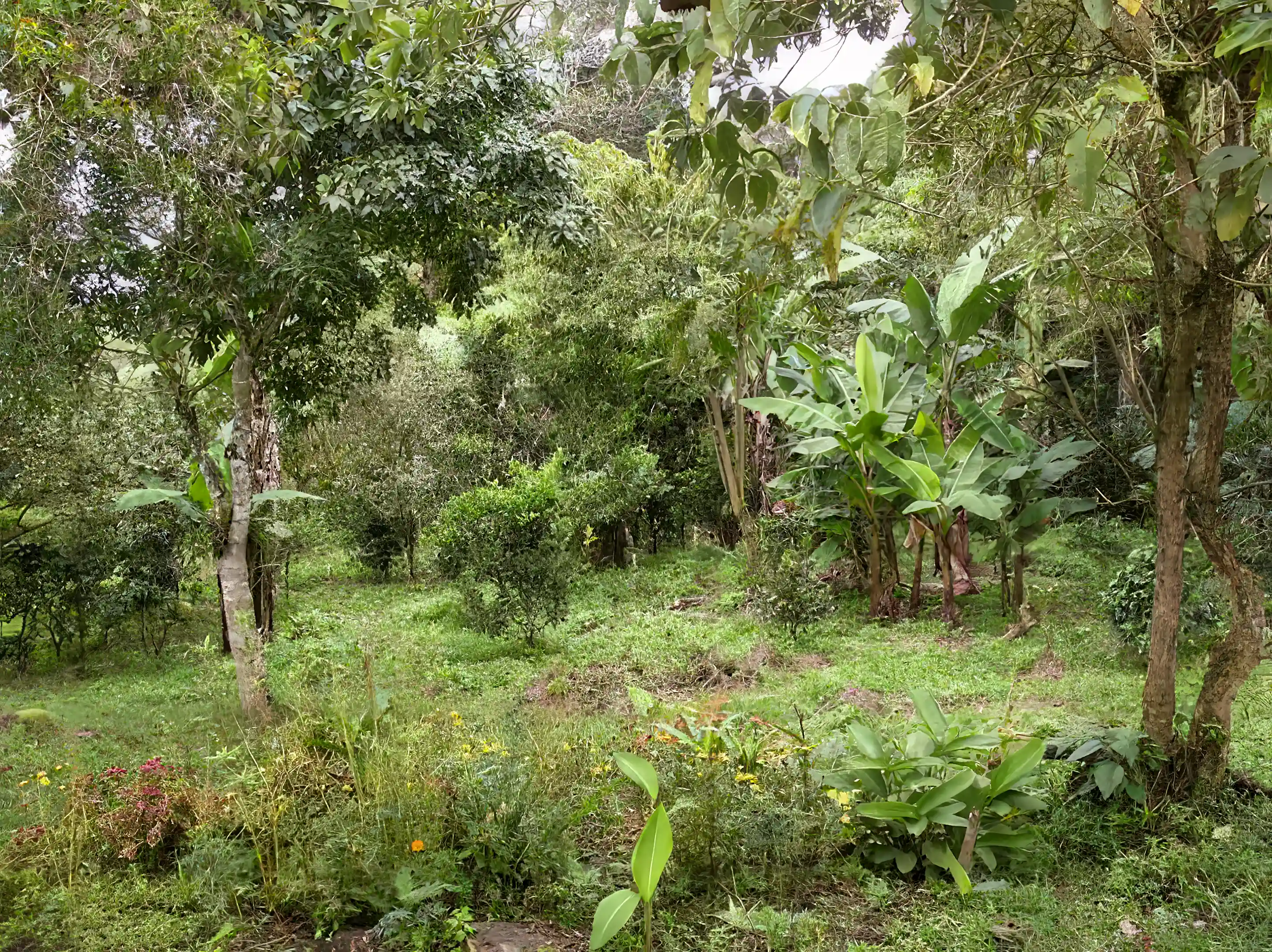 Farm for Sale in Estelí, Nicaragua Viviun