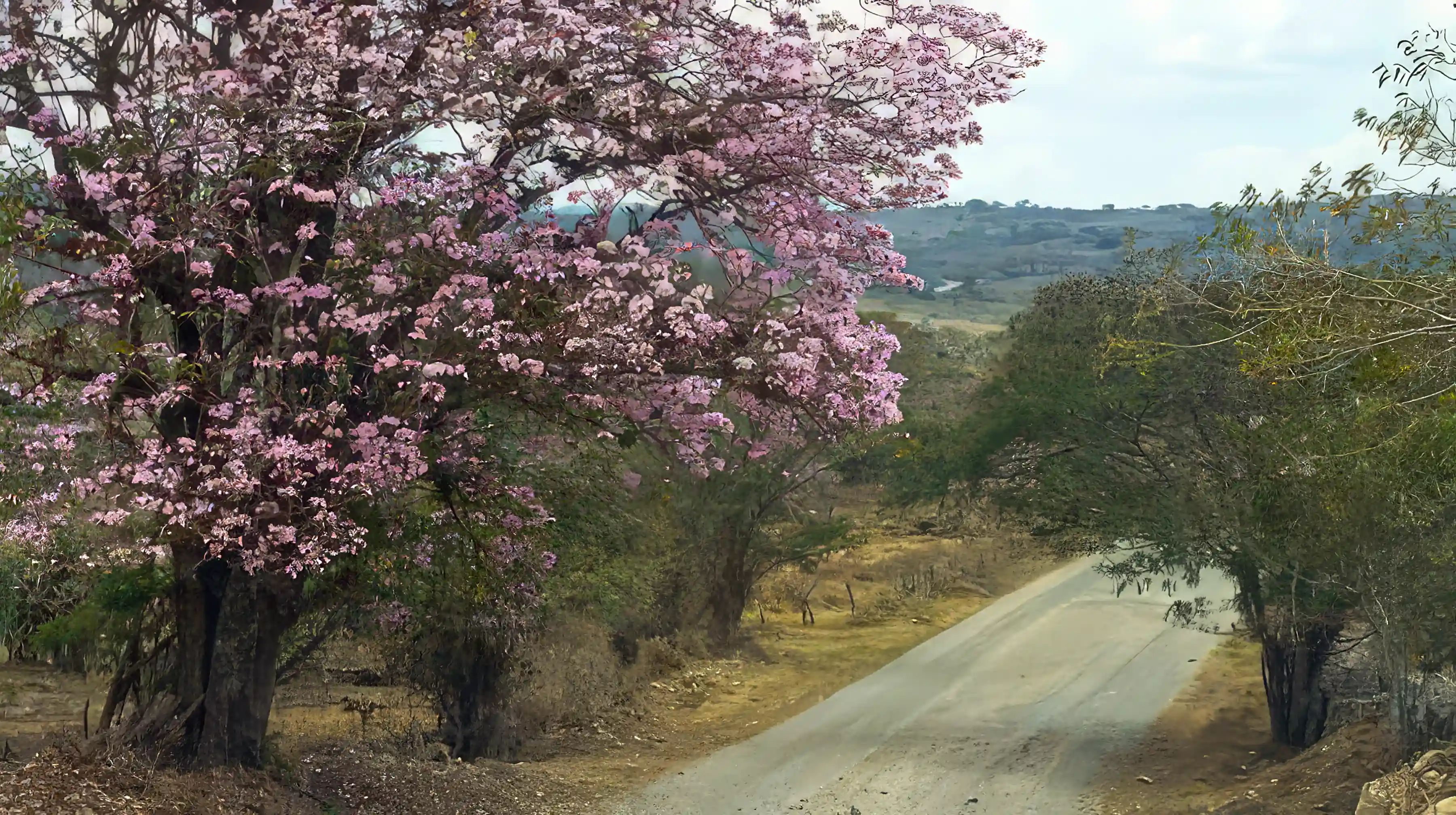 Farm for Sale in Estelí, Nicaragua Viviun