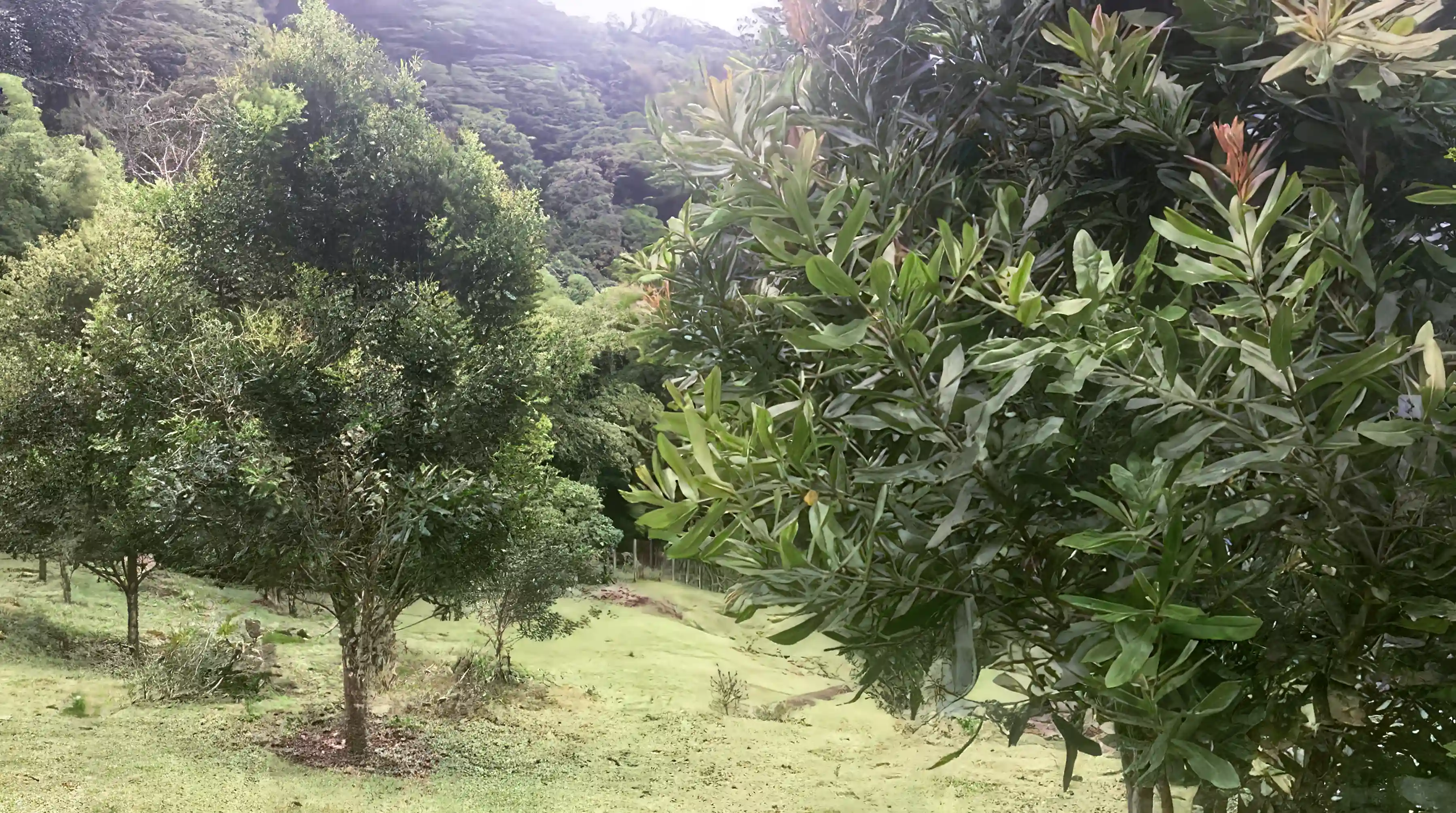 Macadamia trees orchard on the property.
about 180 trees
the grass is...