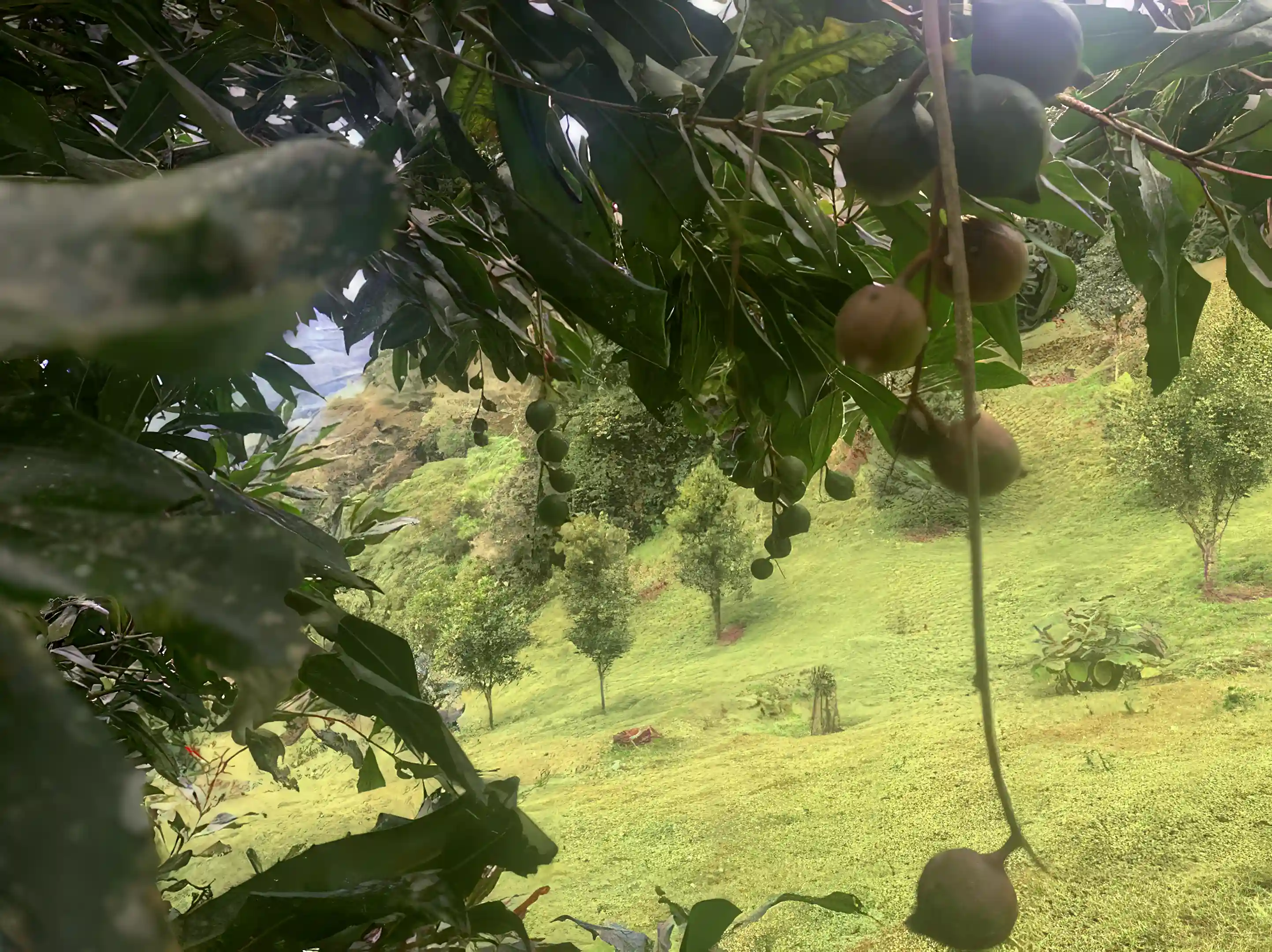 macadamias...