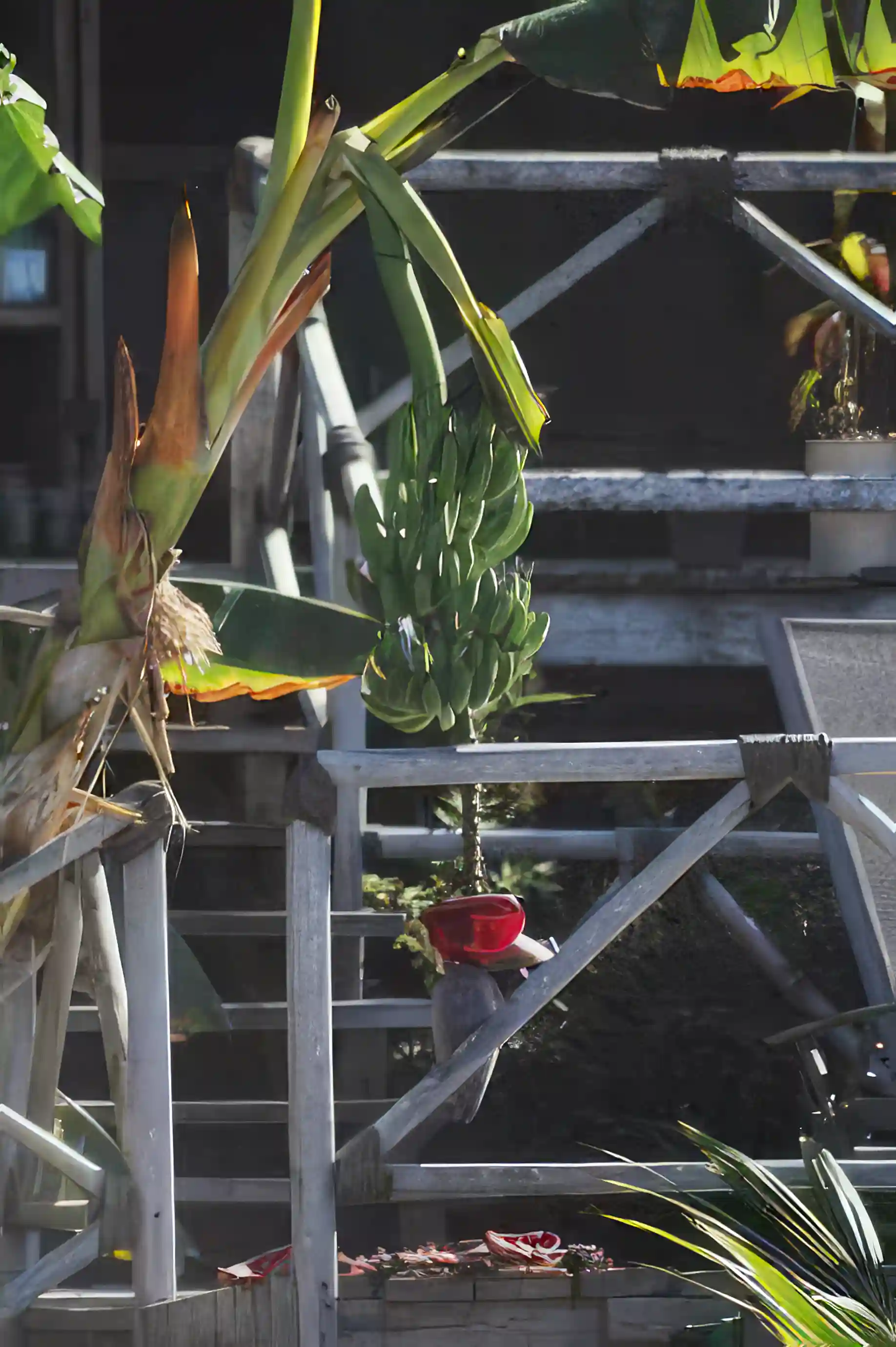 Pick wild bananas right from your porch