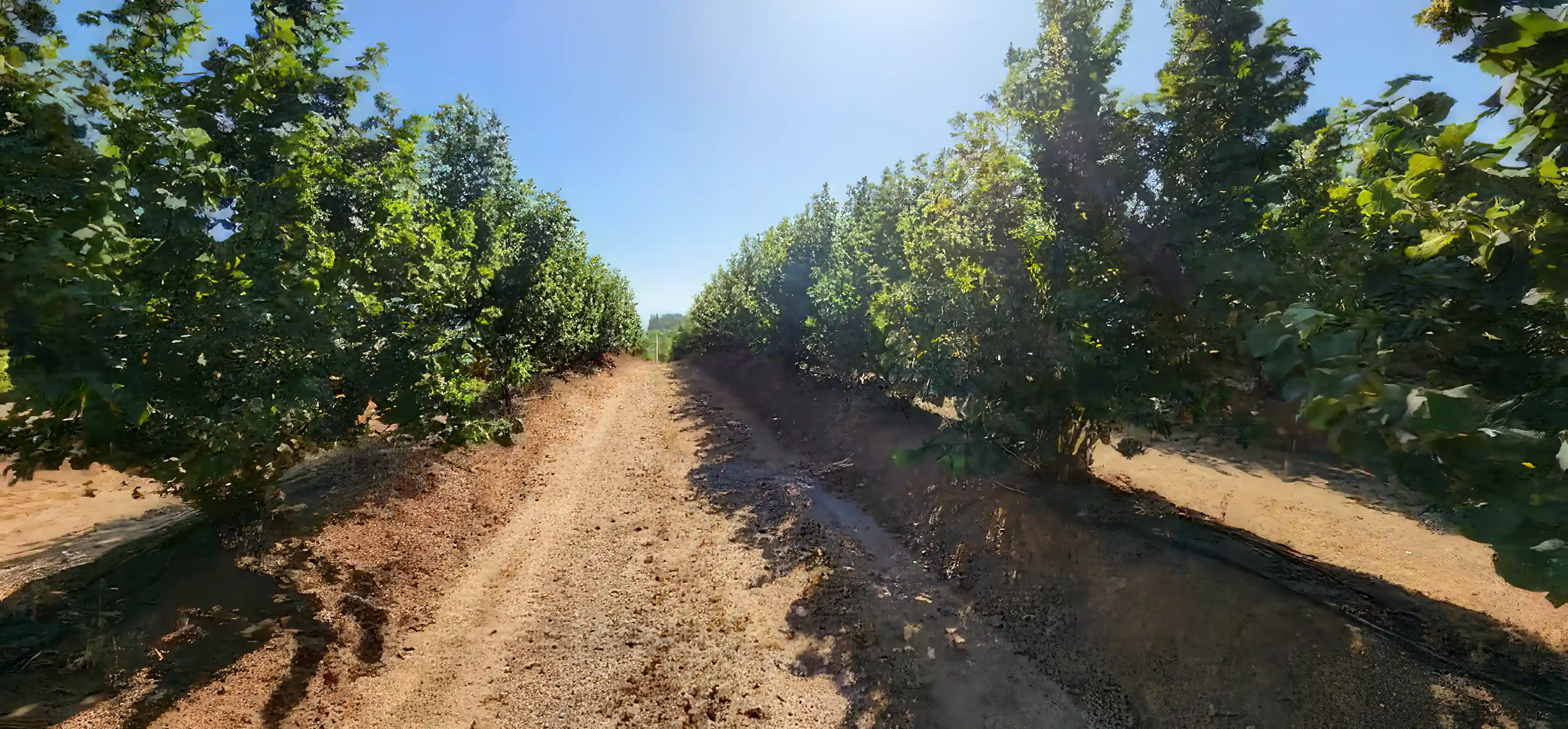 Farms for sale in region del maule chile
