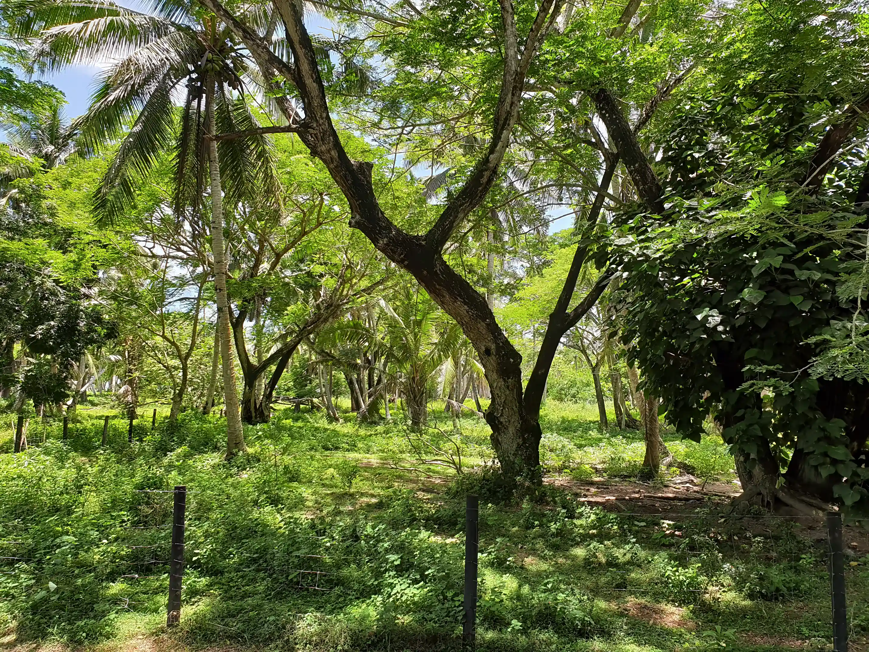 Beach Lots for Sale in Savusavu, Vanua Levu, Cakadrove, Fiji