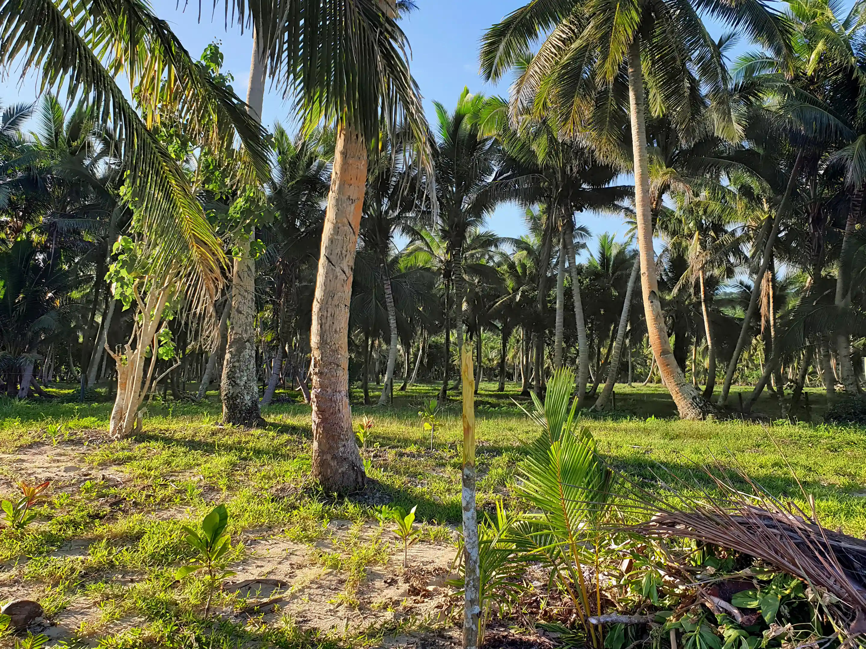 Vacant Land for Sale in Savusavu, Cakadrove, Fiji Viviun