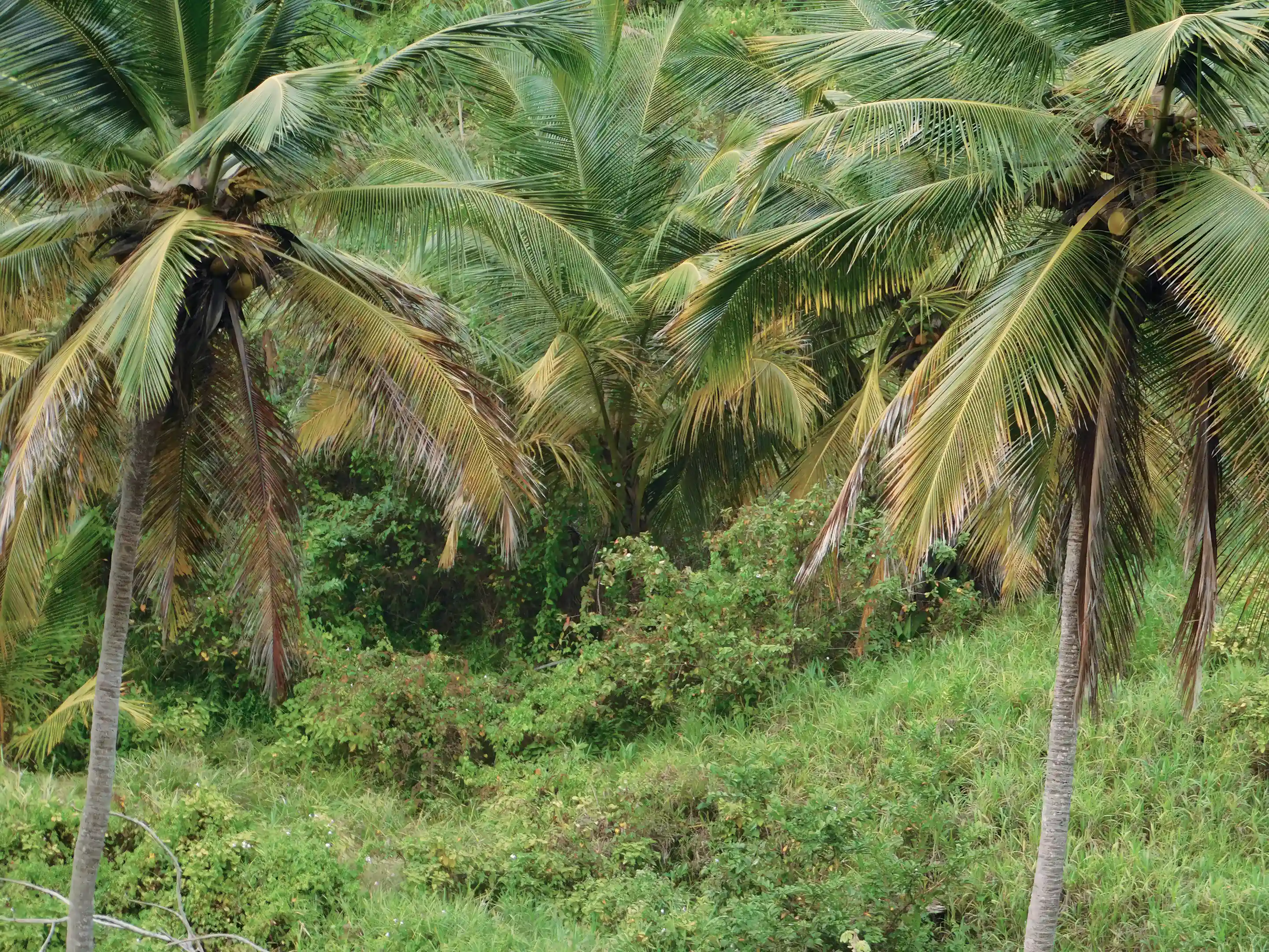 part of the mountain view