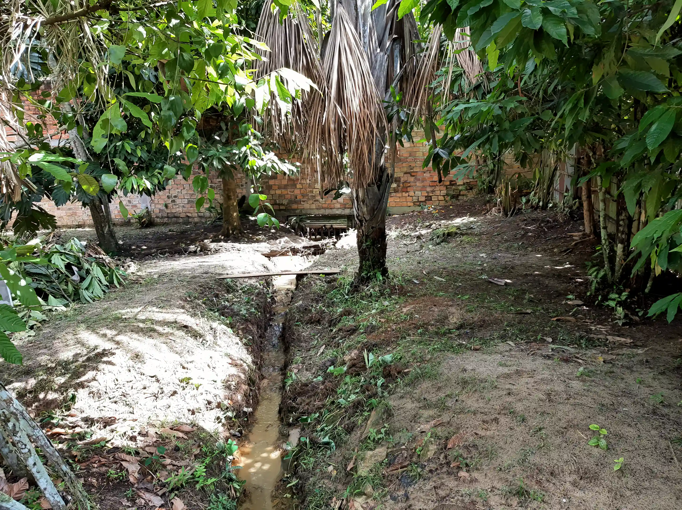 Lush mango and cacao tree.