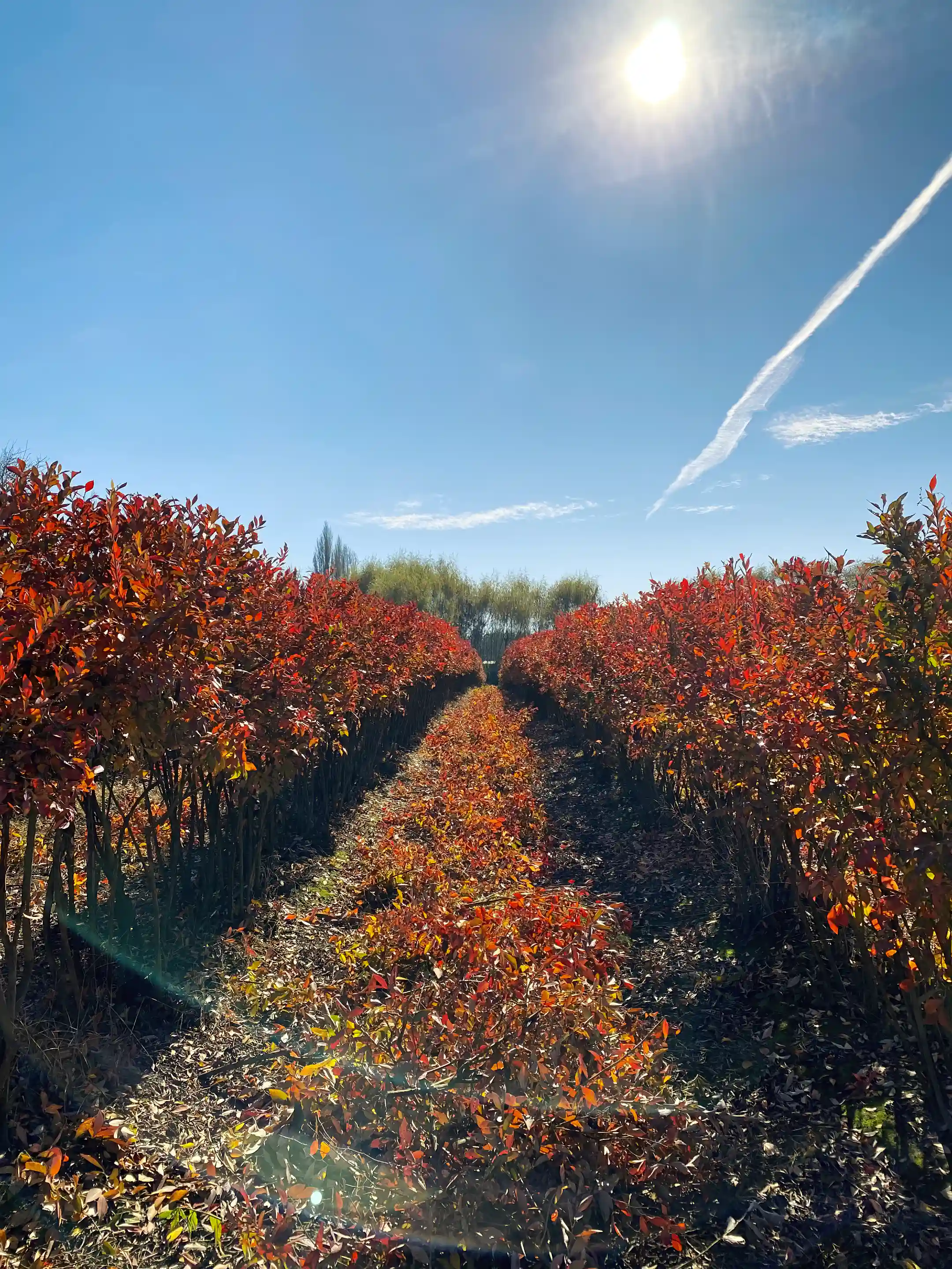 Organic Blueberry Farm for Sale in Parral, Maule, Chile