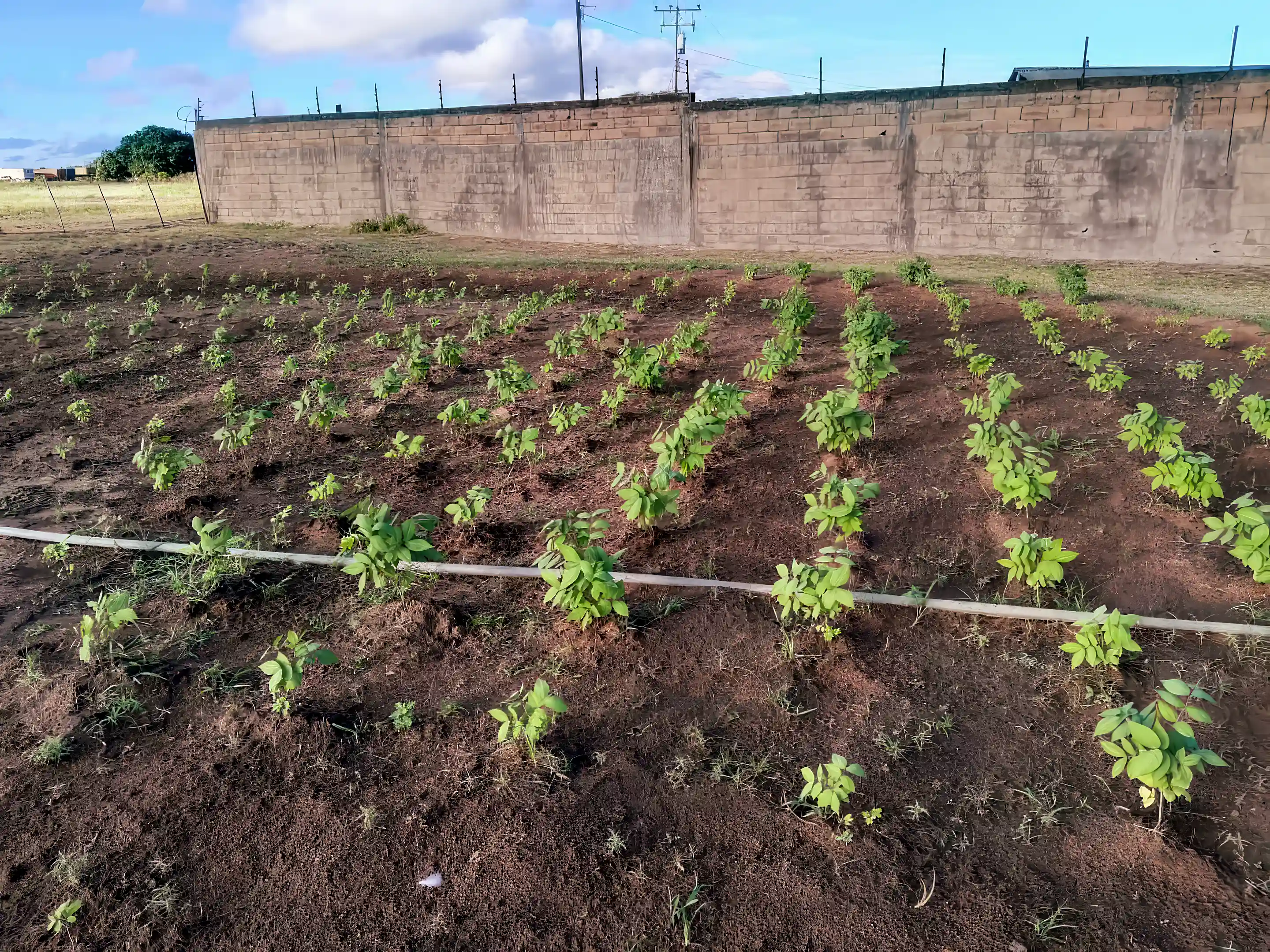 Farm For Sale In Avenida Perimetral Ciudad Bolivar Bolivar Venezuela farm-for-sale-in-avenida-perimetral-ciudad-bolivar-bolivar-venezuela