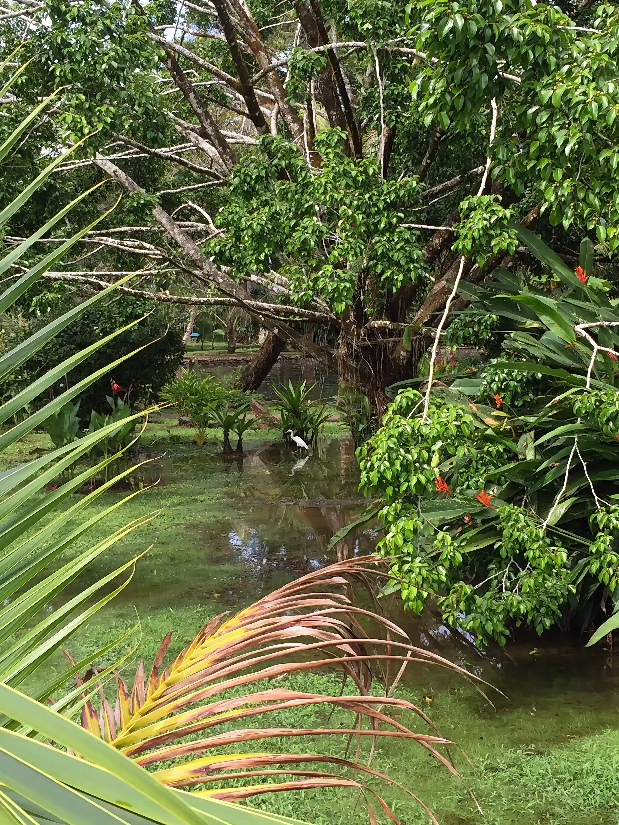 Maintained Raw Land for Sale in Isla Cristobal, Bocas Del Toro, Panama
