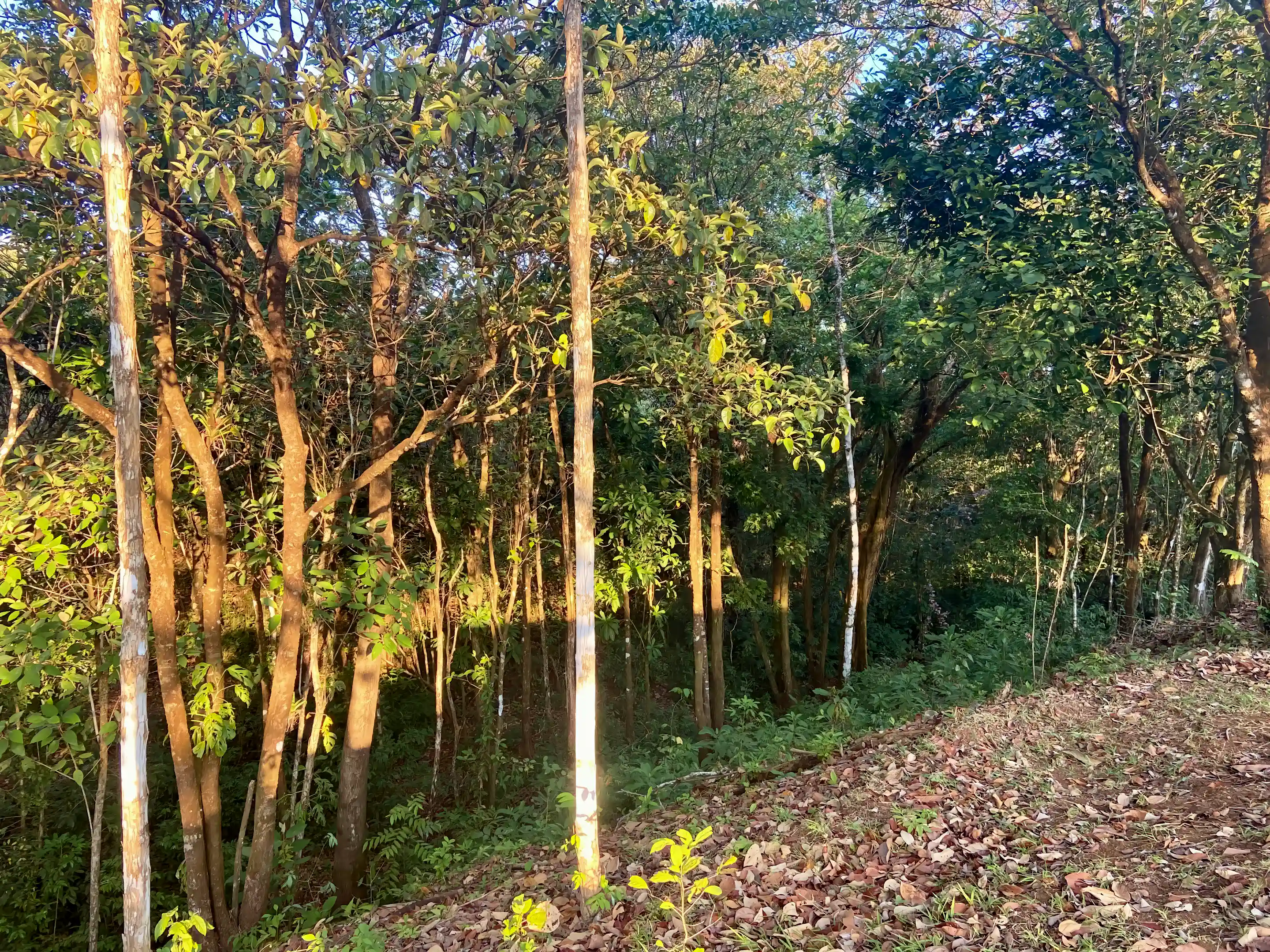 Lot/Land for Sale in 11 Calle Perico, Torio, Veraguas, Panama Viviun